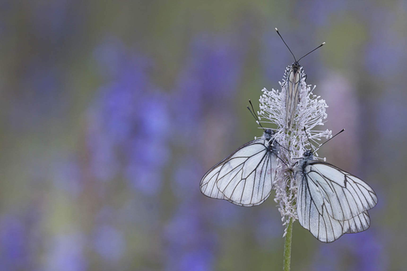 Groot geaderde witjes (Aporia crataegi)