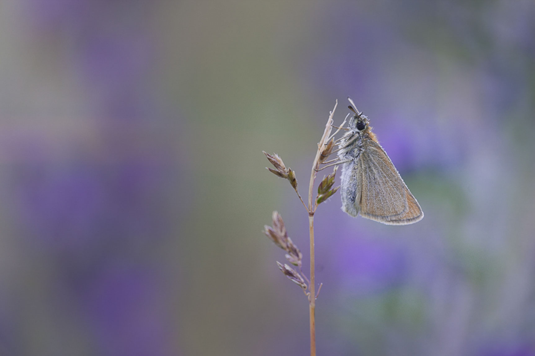 Essex skipper (Thymelicus lineola)