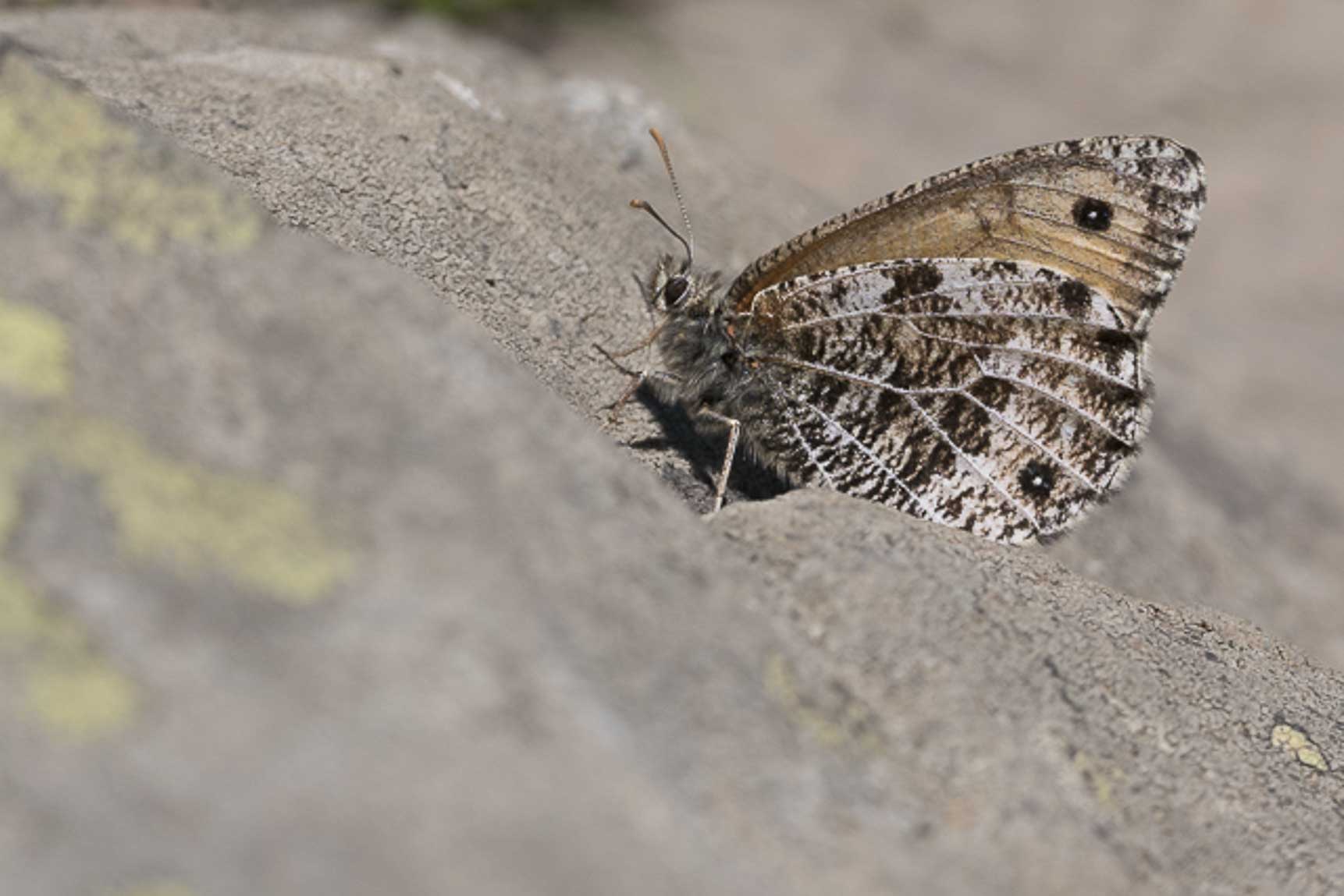 Alpine Grayling (Oeneis glacialis)