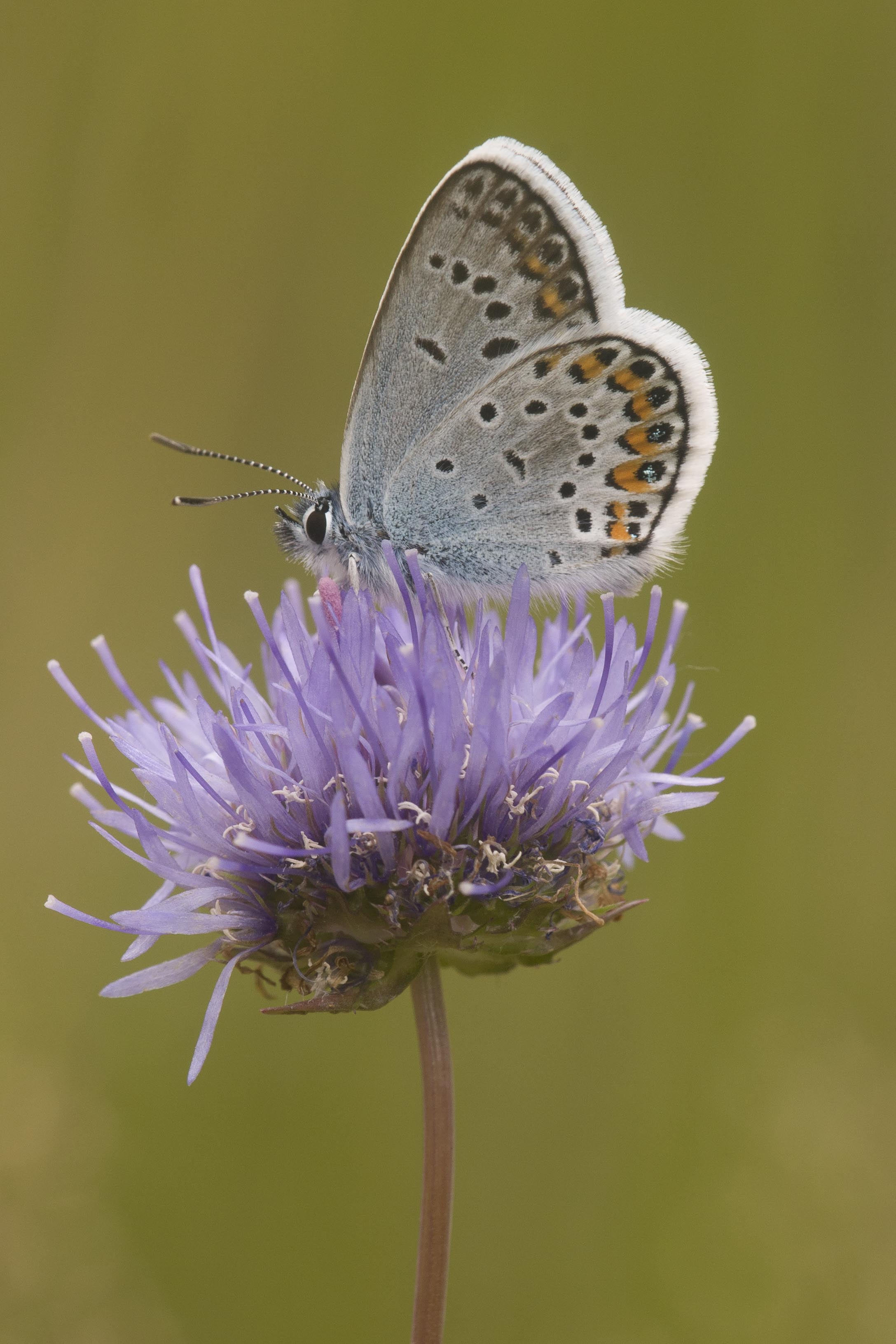 Silver studded blue  - Plejebus argus