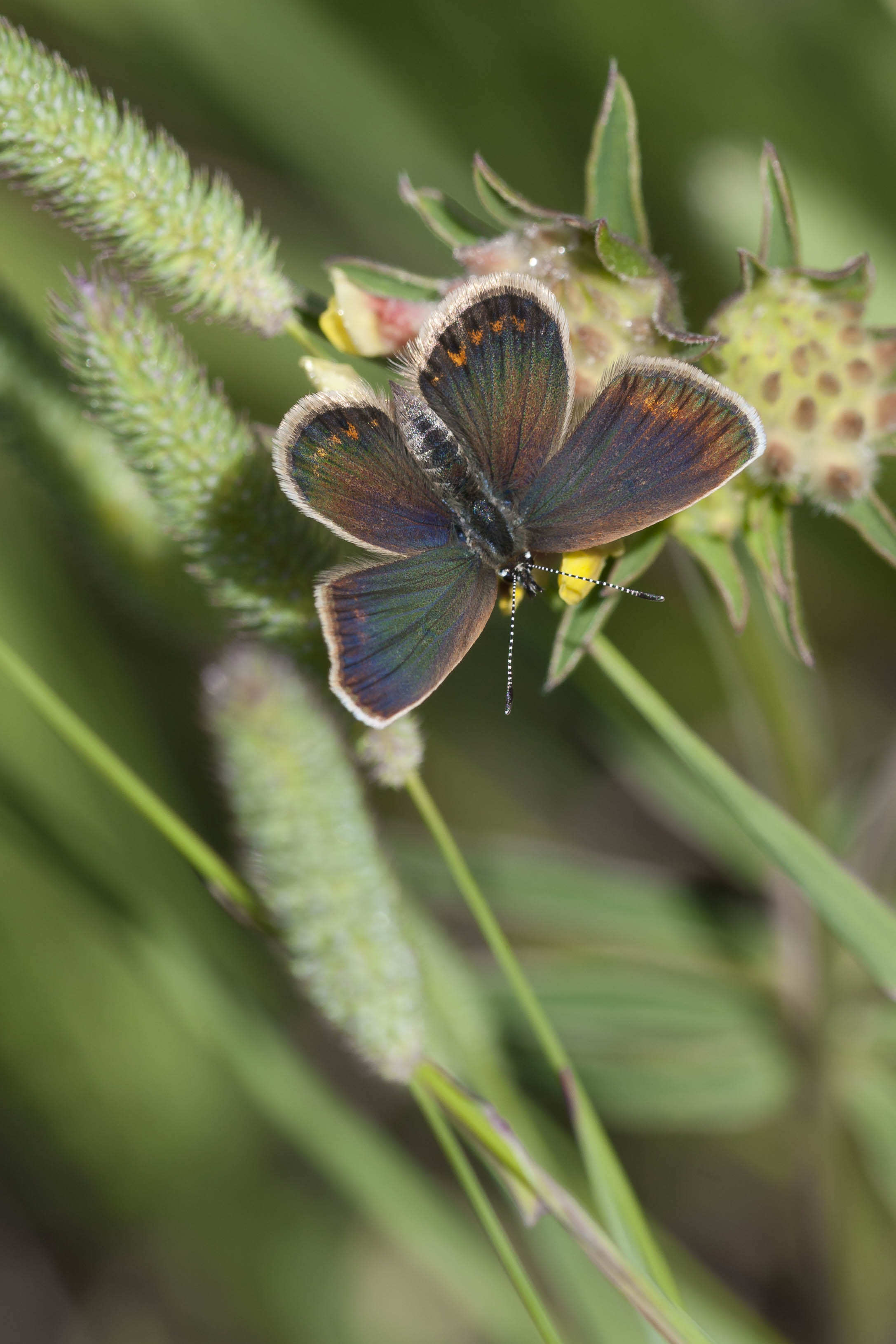 Silver studded blue  - Plejebus argus