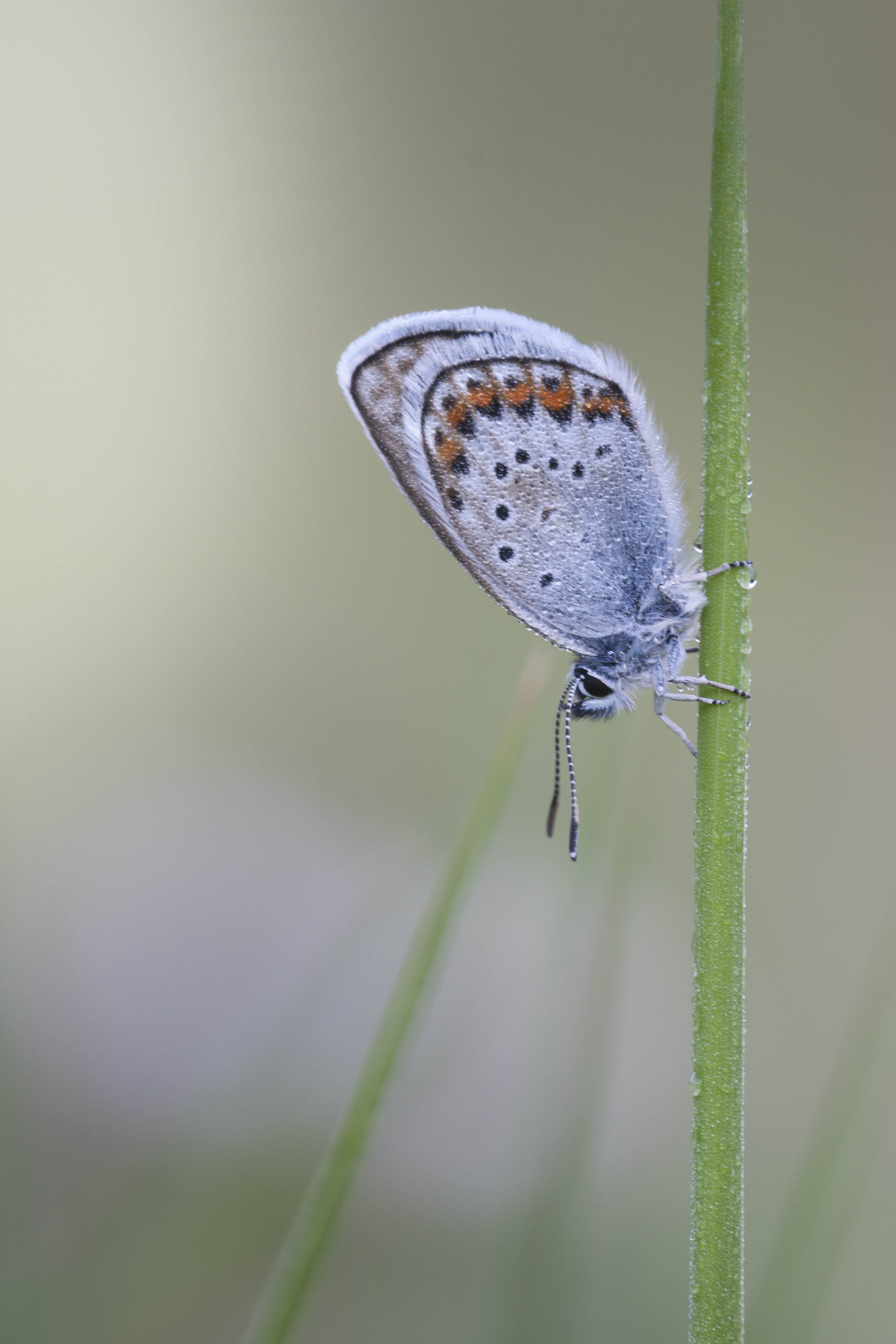 Silver studded blue  - Plejebus argus