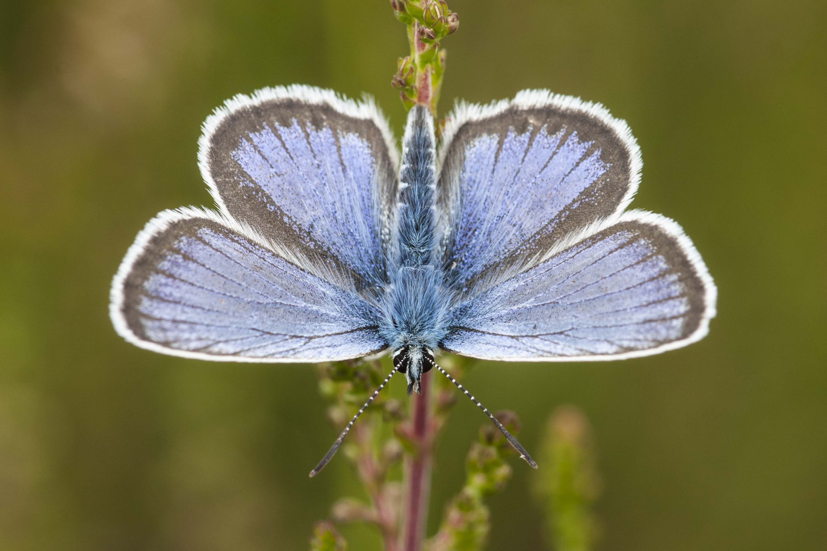 Silver studded blue  - Plejebus argus