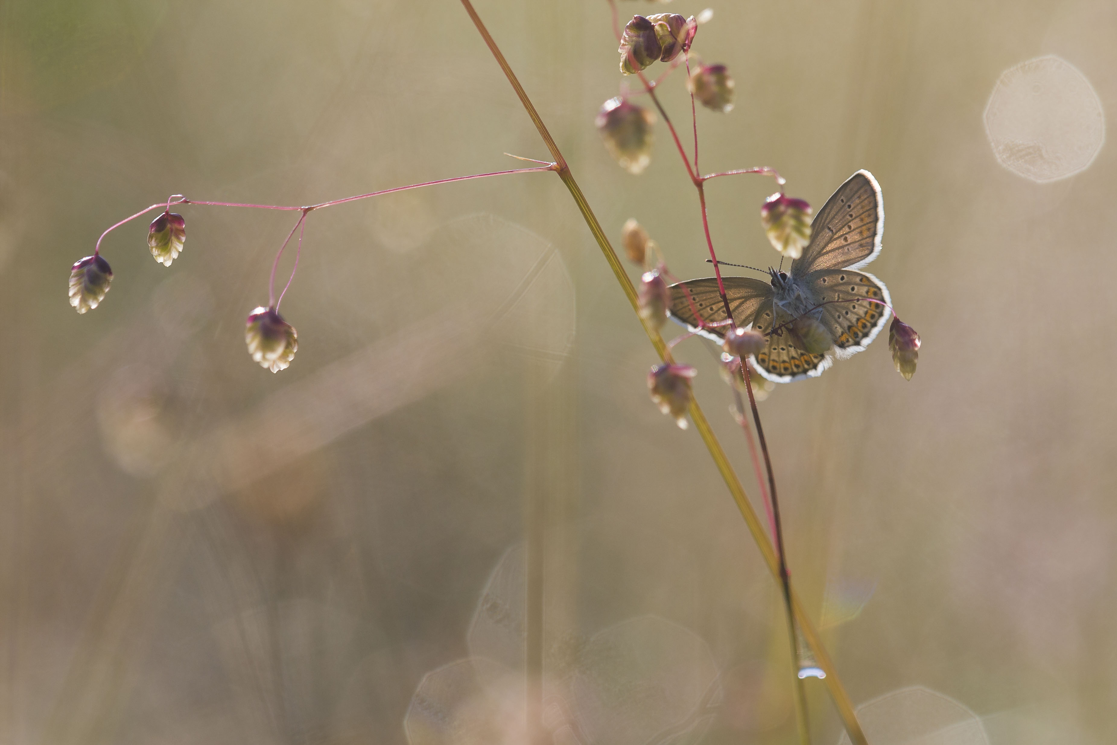 Silver studded blue  - Plejebus argus