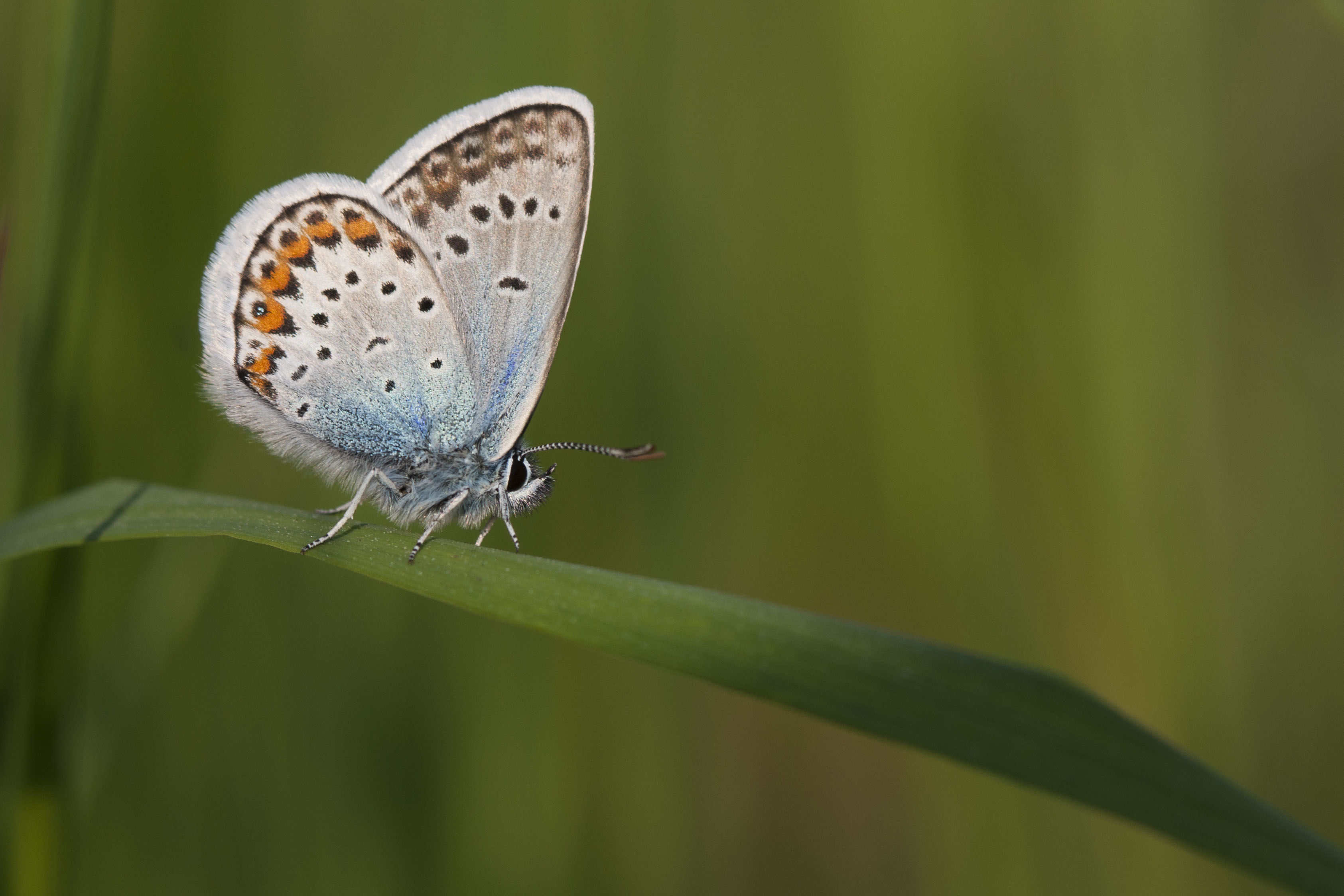 Silver studded blue  - Plejebus argus