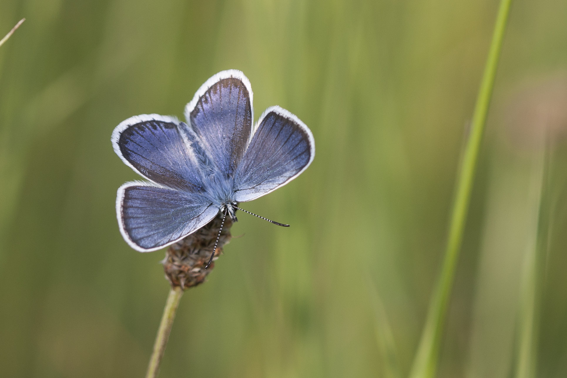 Silver studded blue  - Plejebus argus