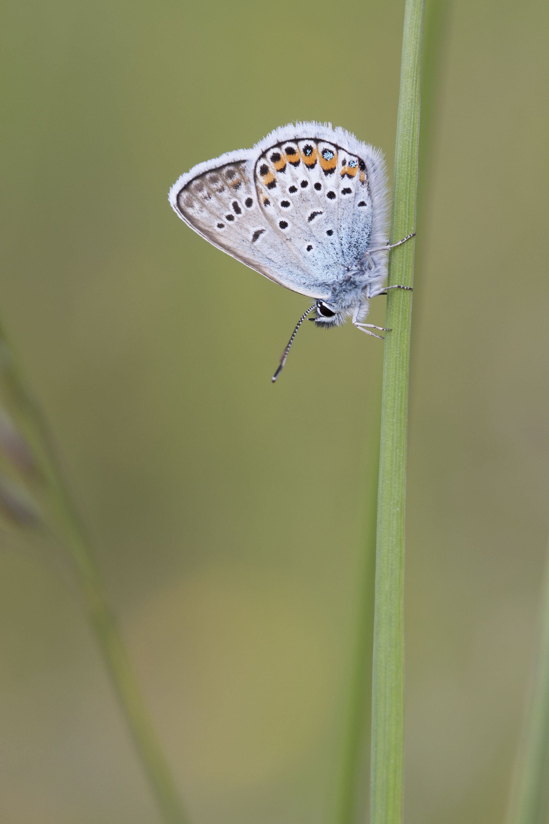 Silver studded blue  - Plejebus argus