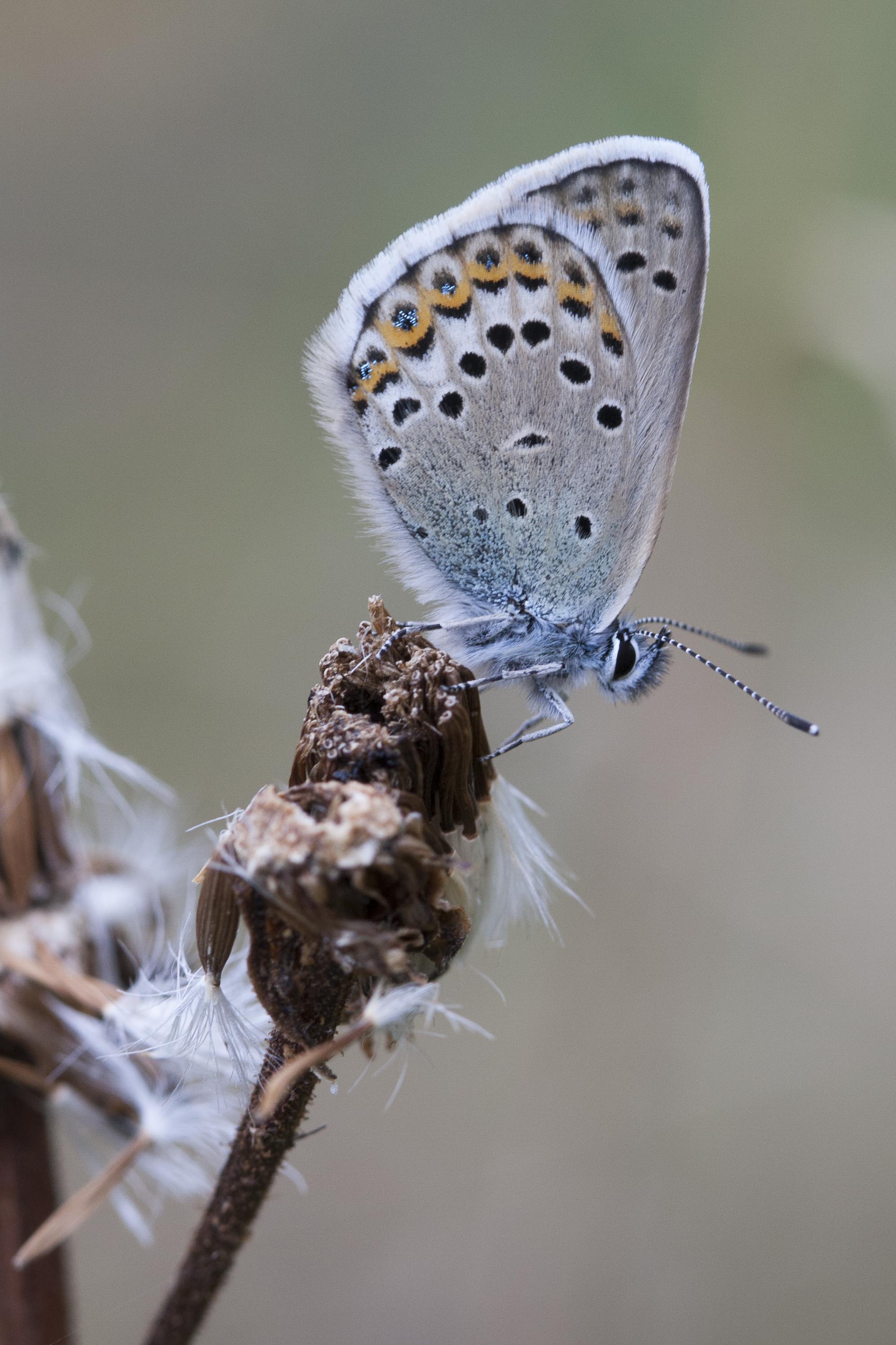 Silver studded blue  - Plejebus argus