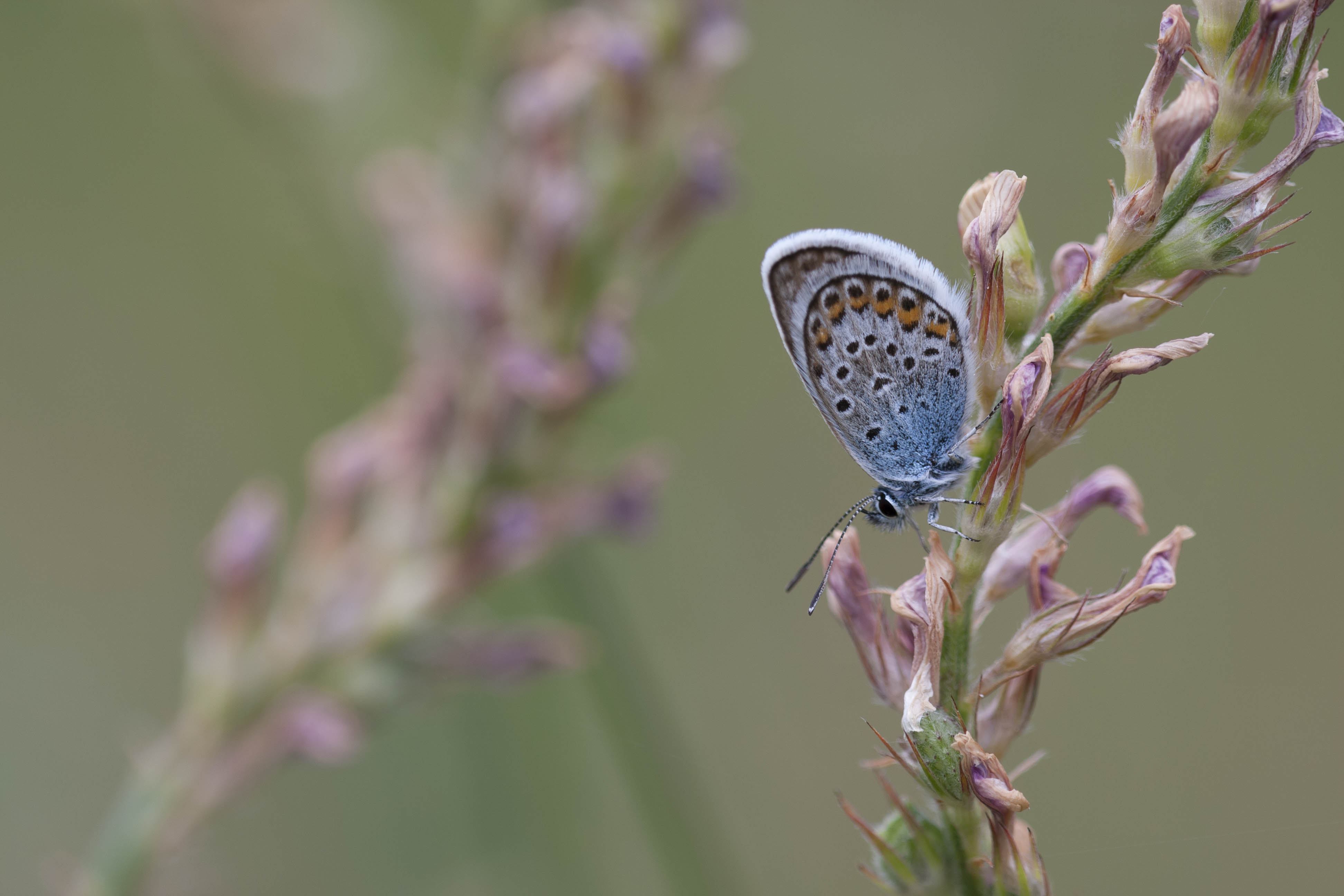 Silver studded blue  - Plejebus argus