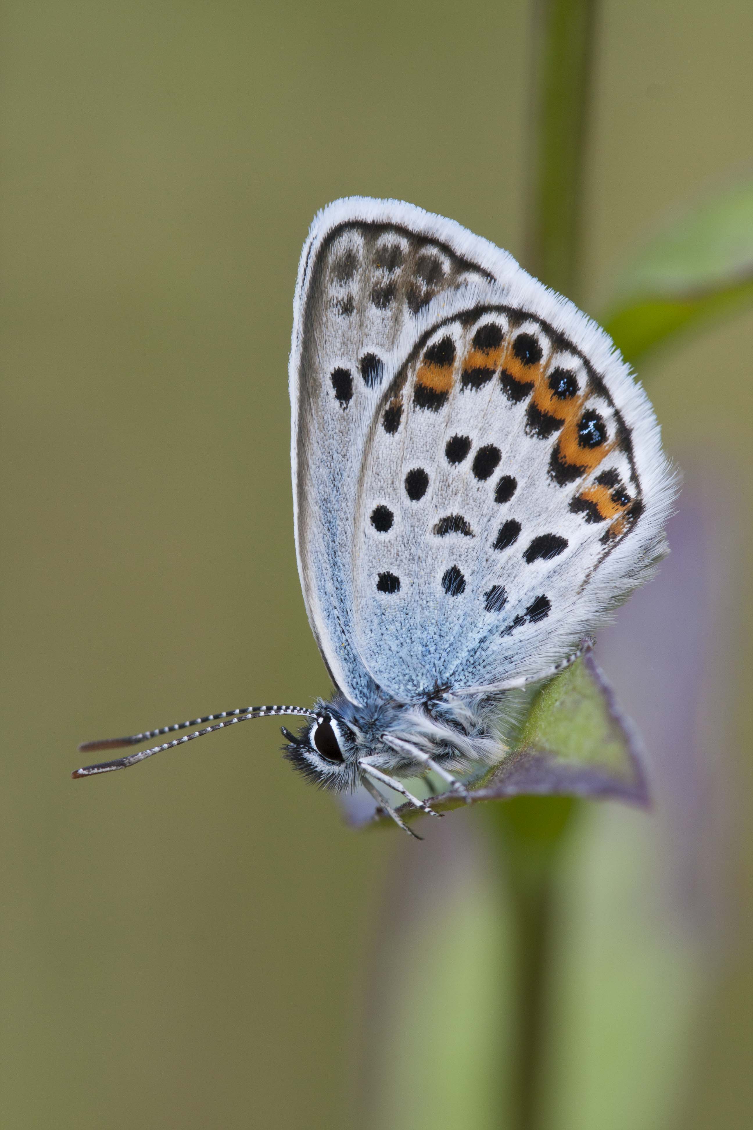 Silver studded blue  - Plejebus argus