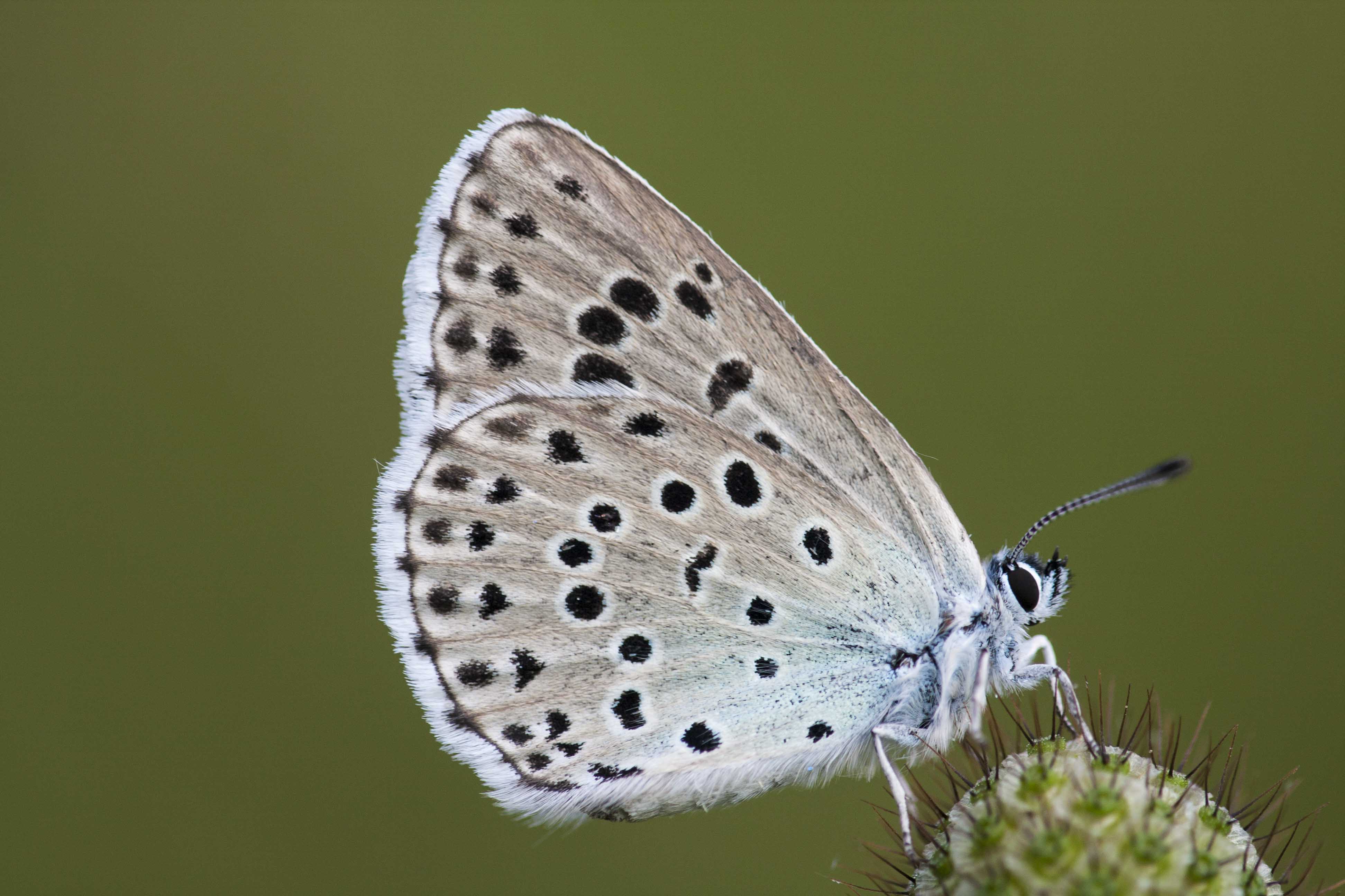 Large blue  - Phengaris arion