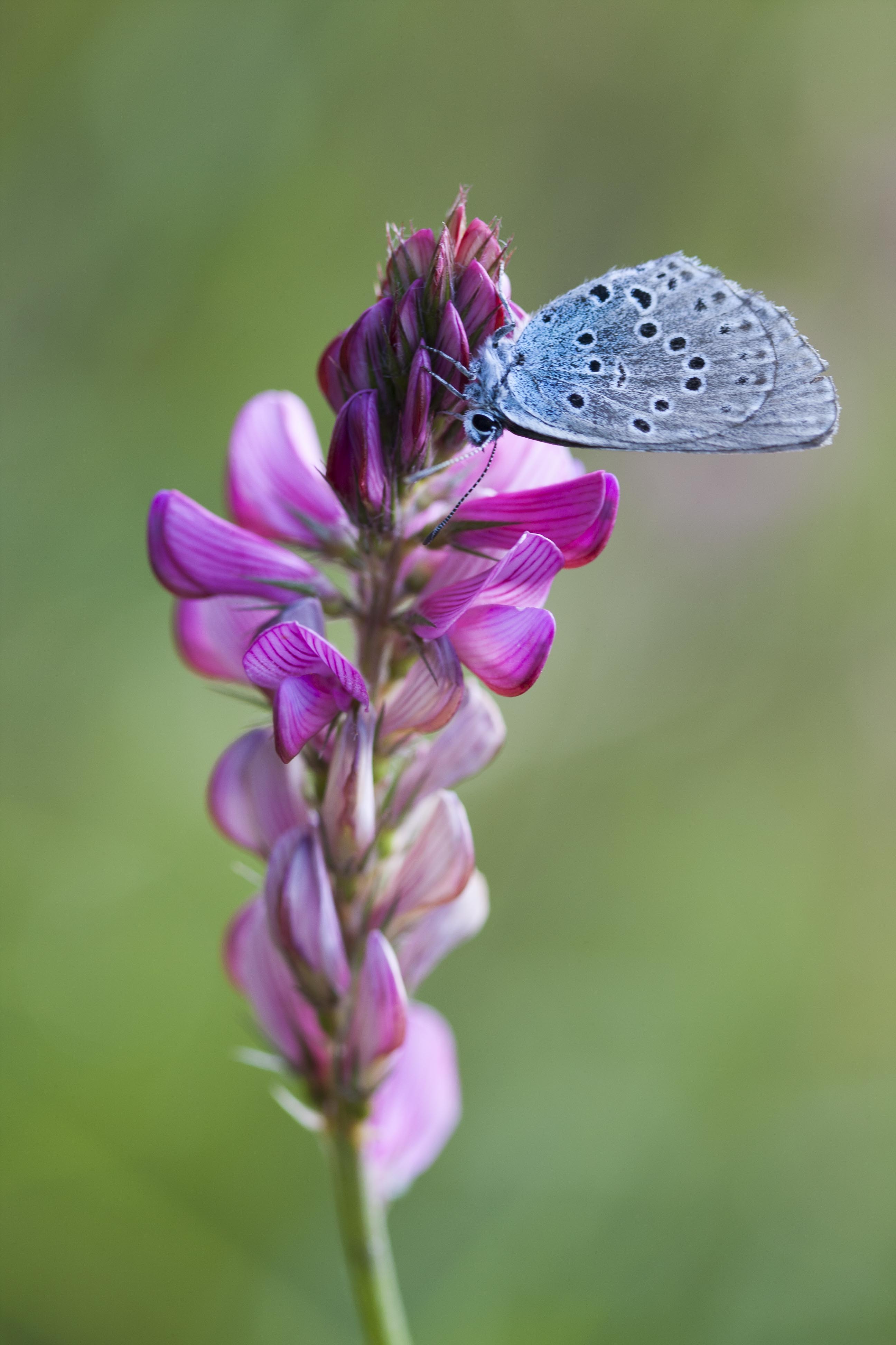 Large blue 