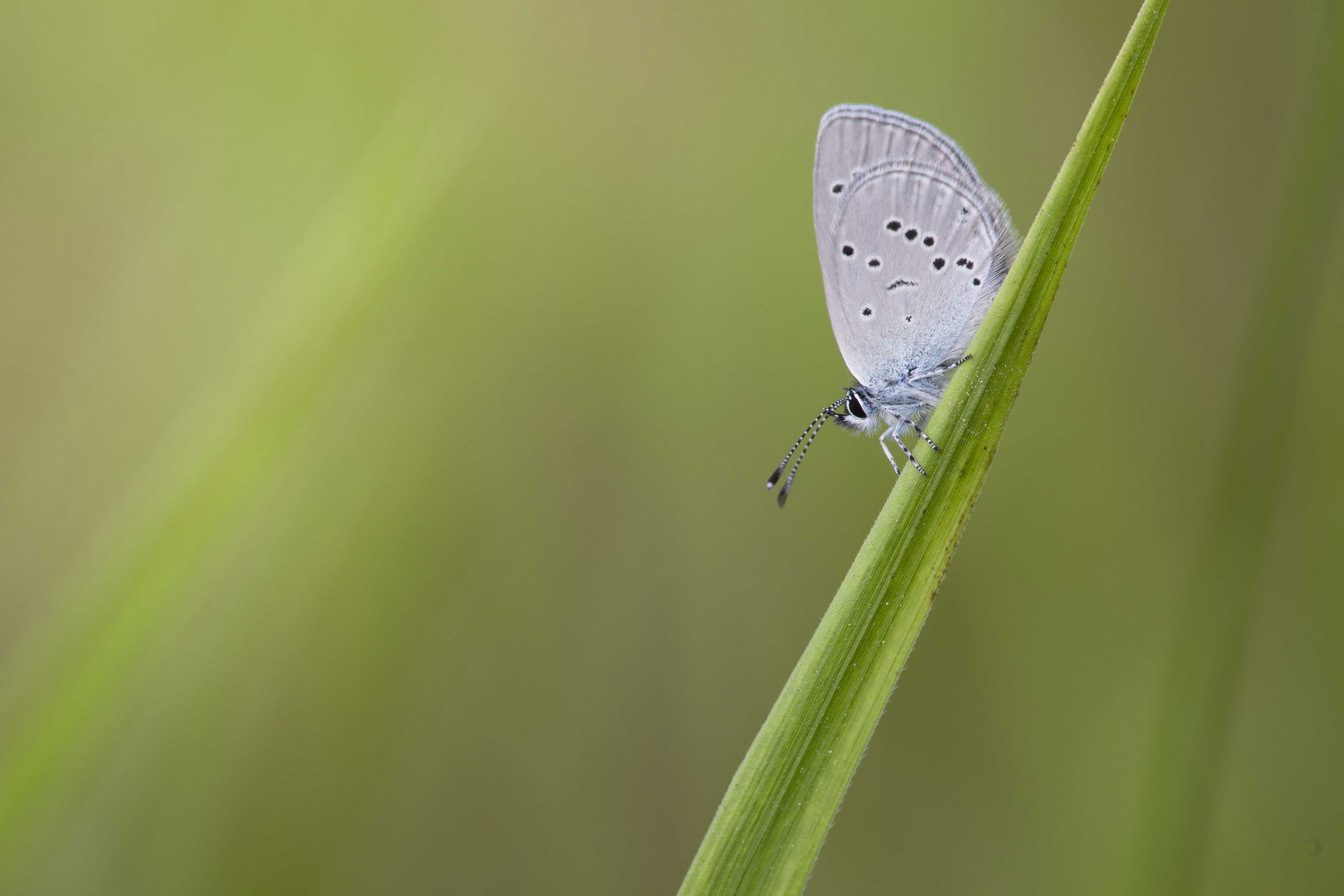 Little blue  - Cupidus minimus