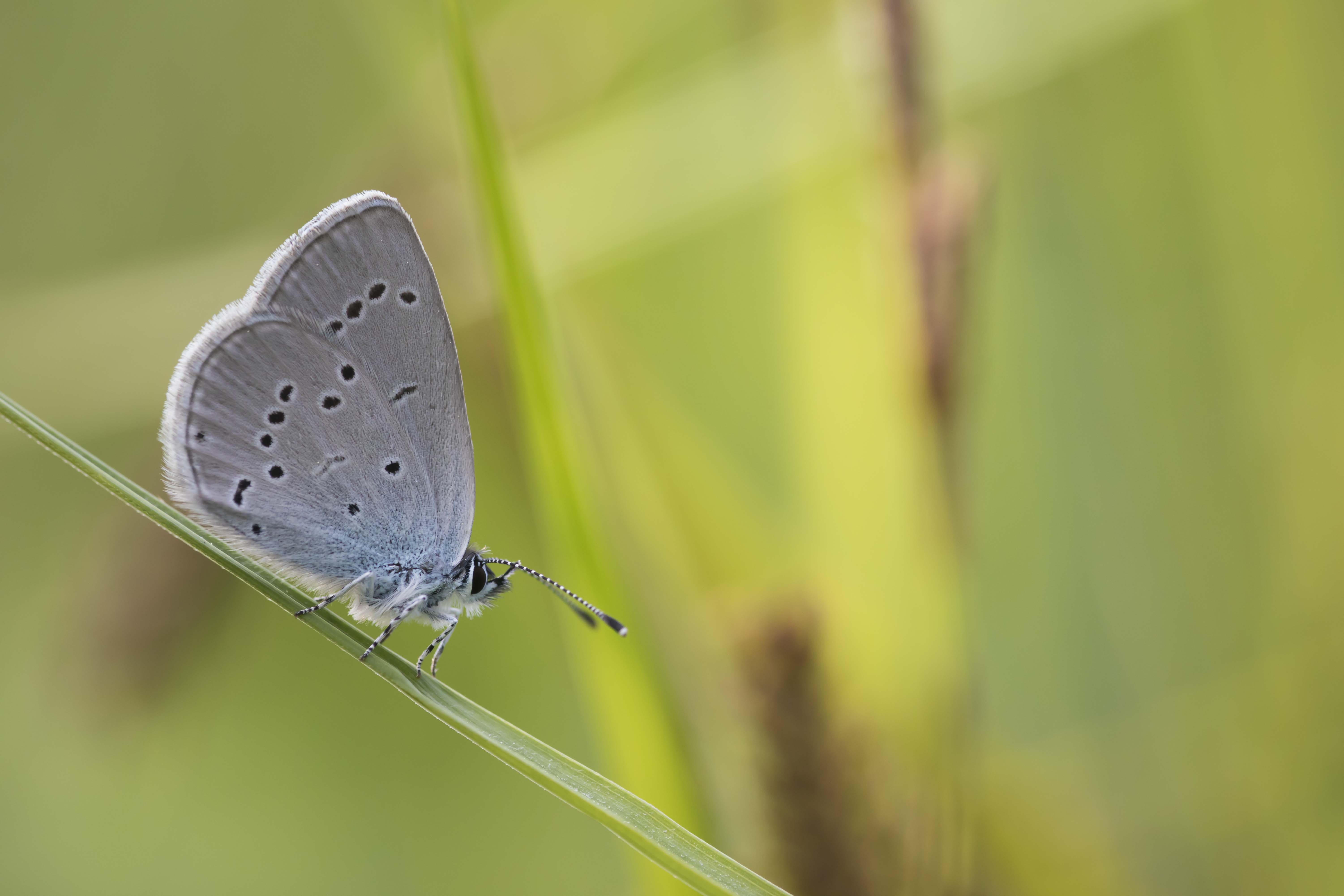 Little blue  - Cupidus minimus