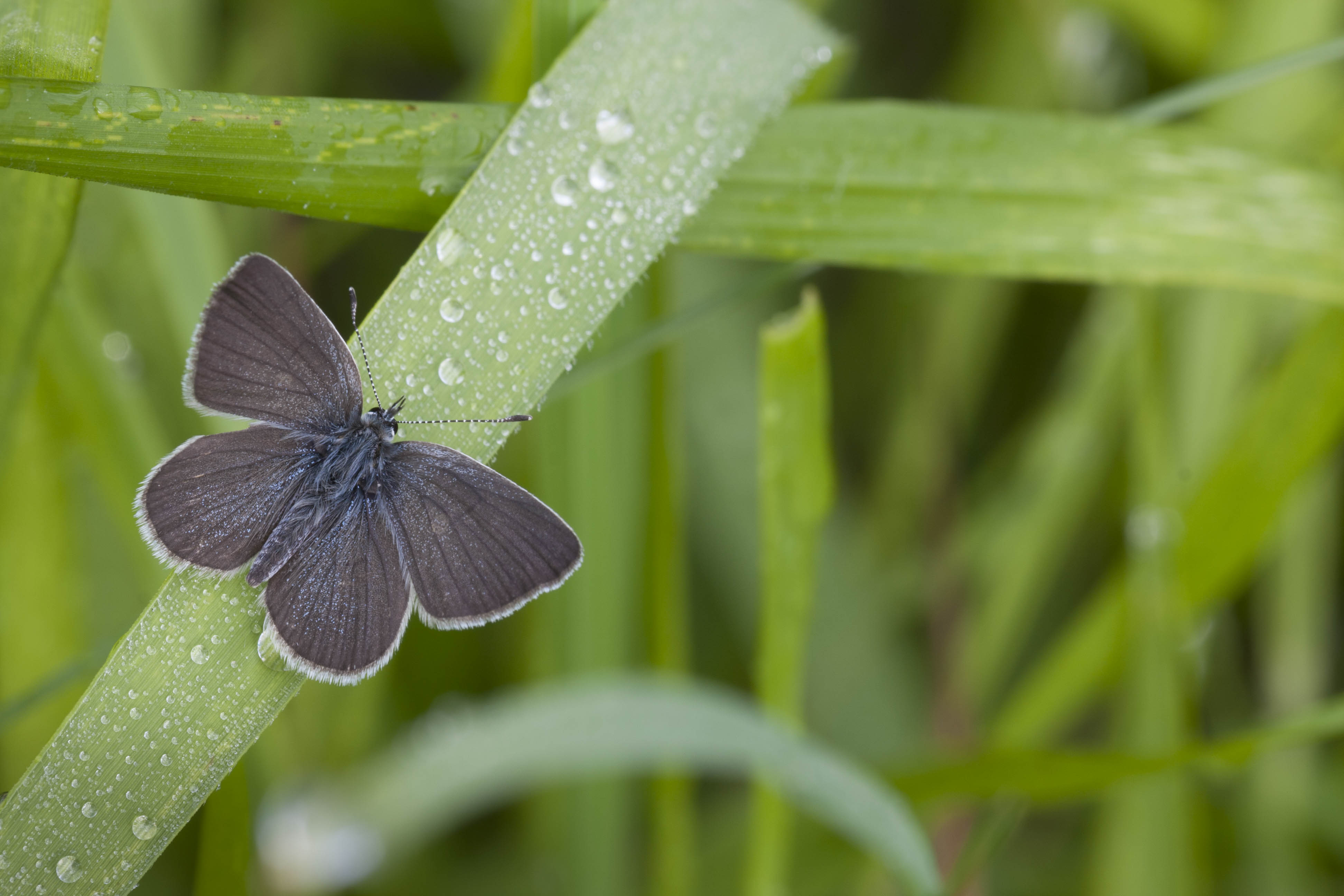 Little blue  - Cupidus minimus