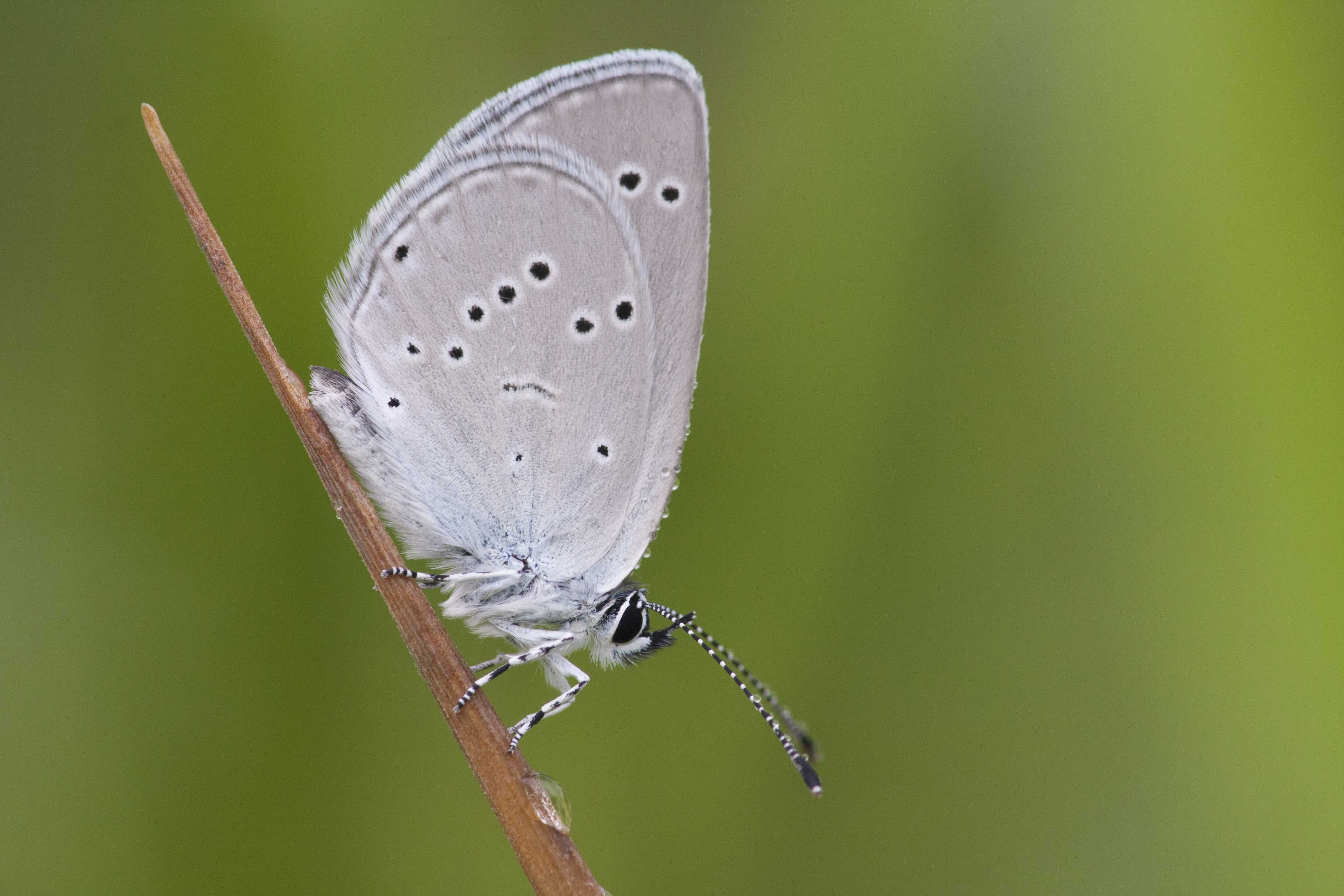 Little blue  - Cupidus minimus