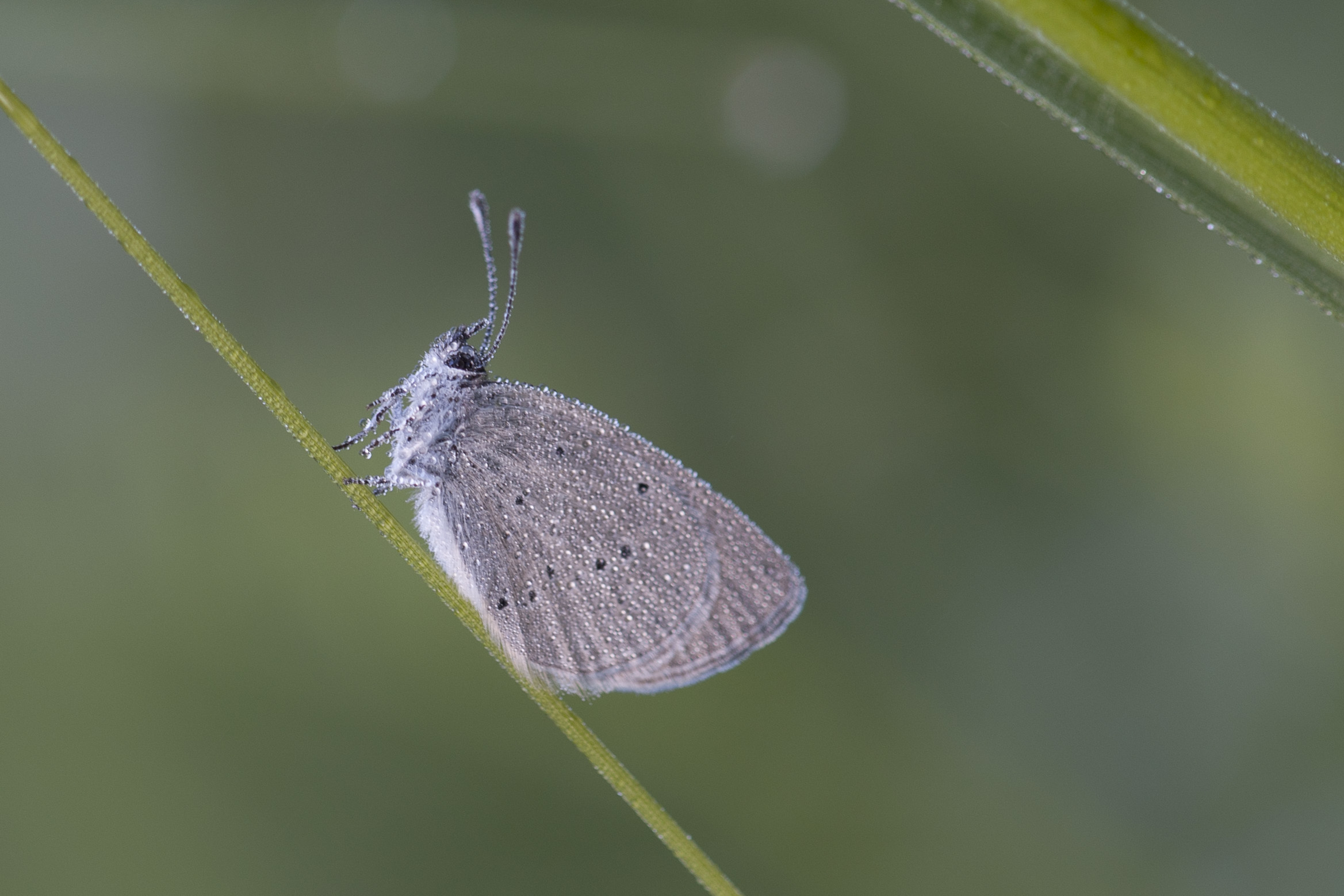 Little blue  - Cupidus minimus