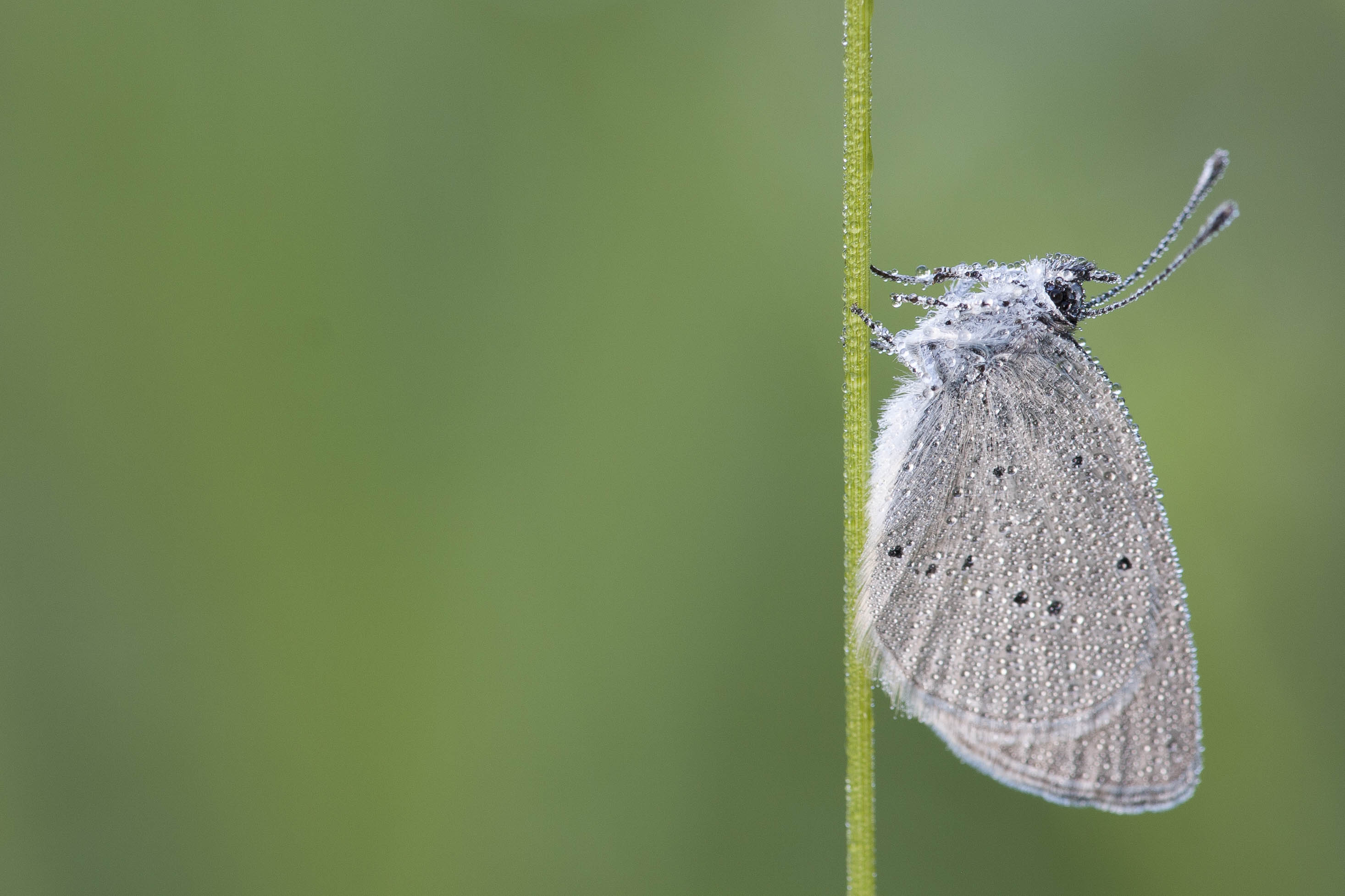 Little blue  - Cupidus minimus