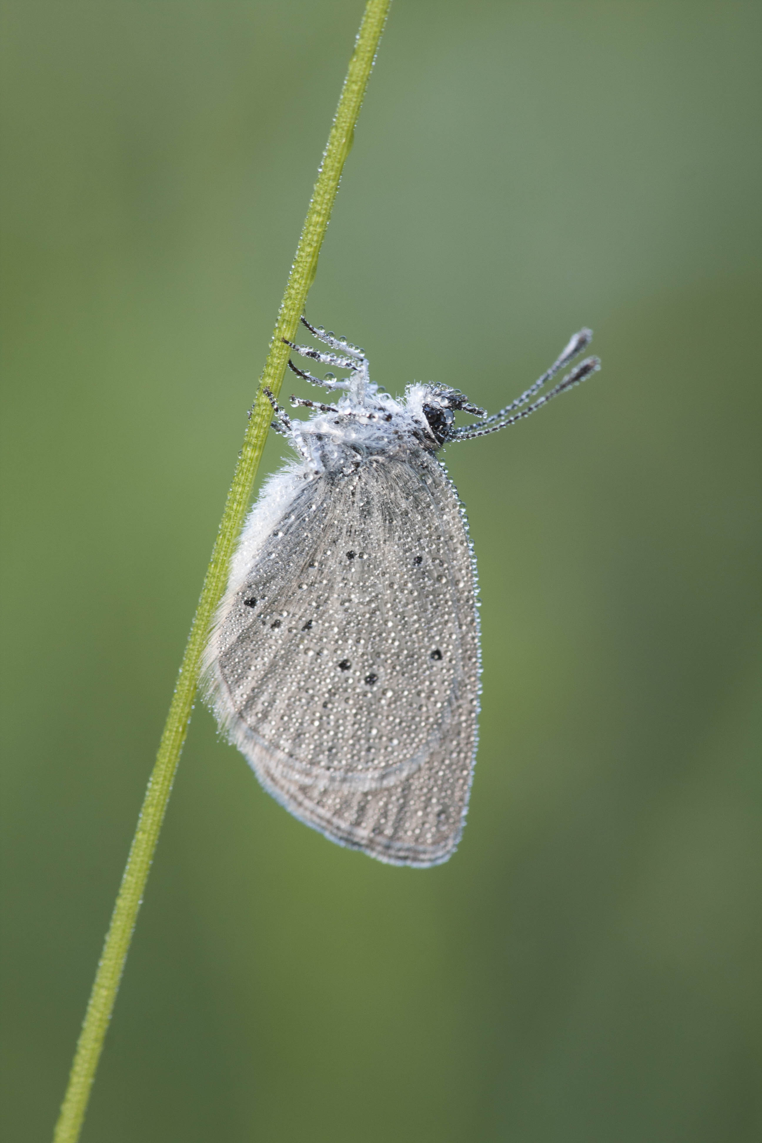 Little blue  - Cupidus minimus