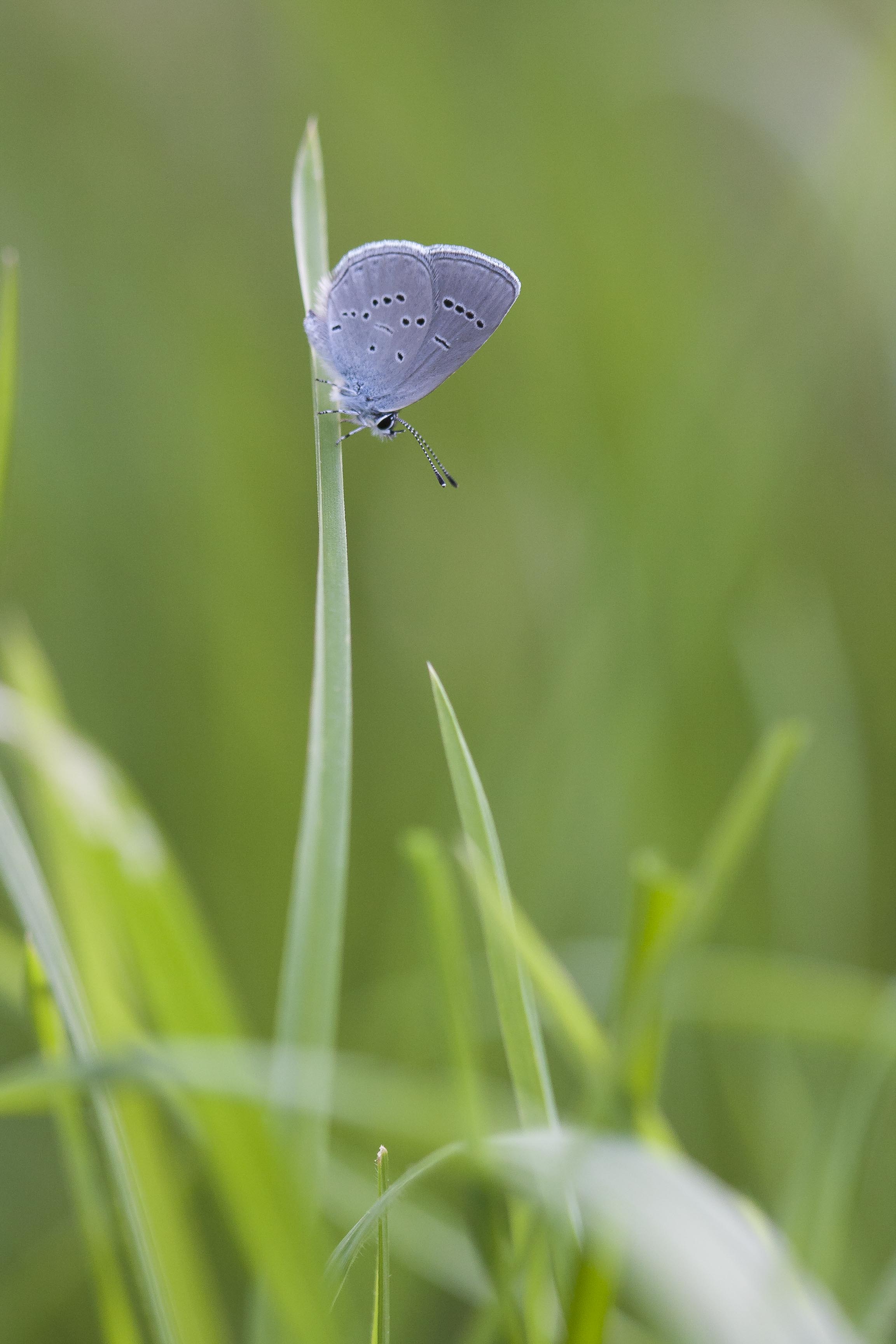 Little blue 