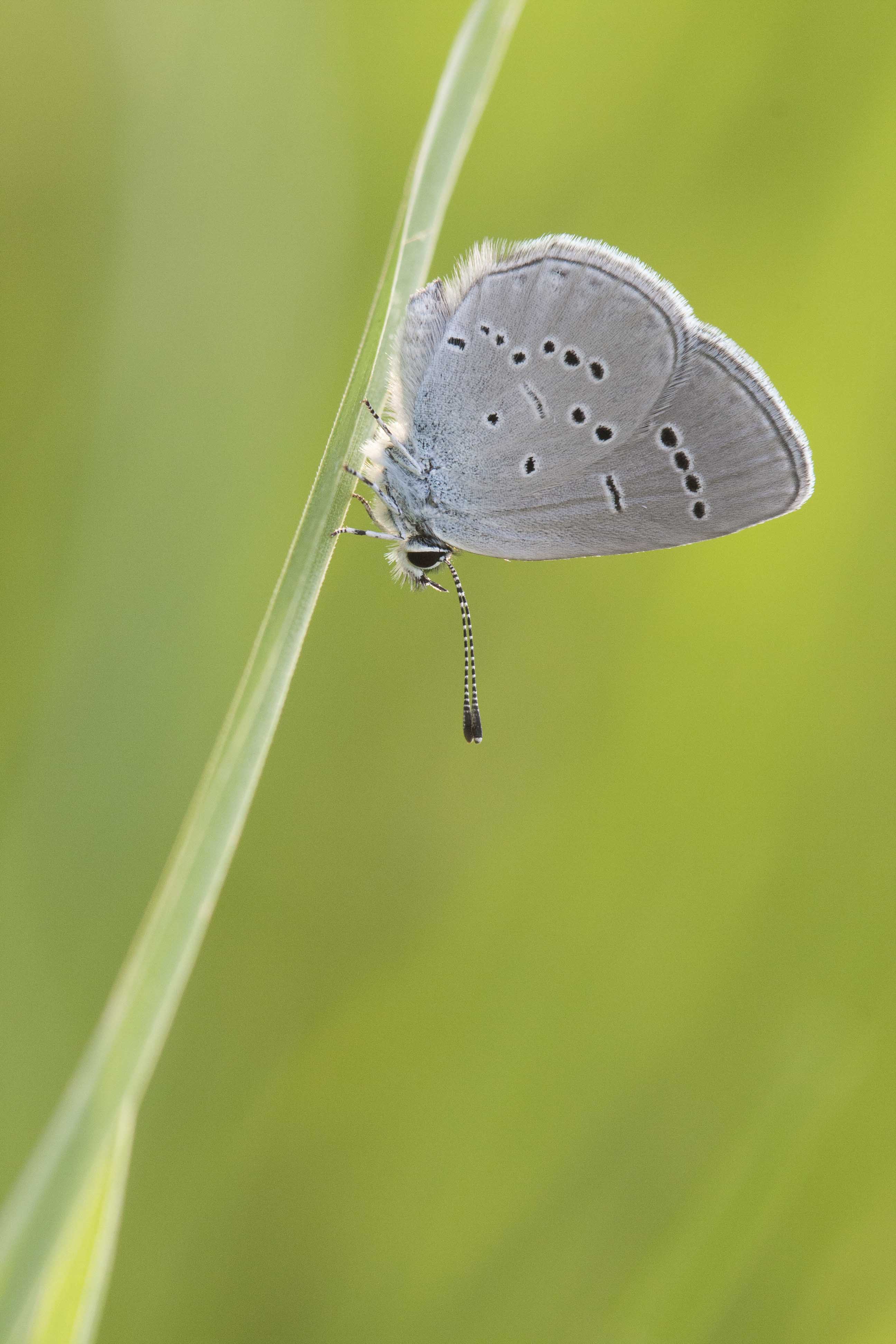 Little blue  - Cupidus minimus