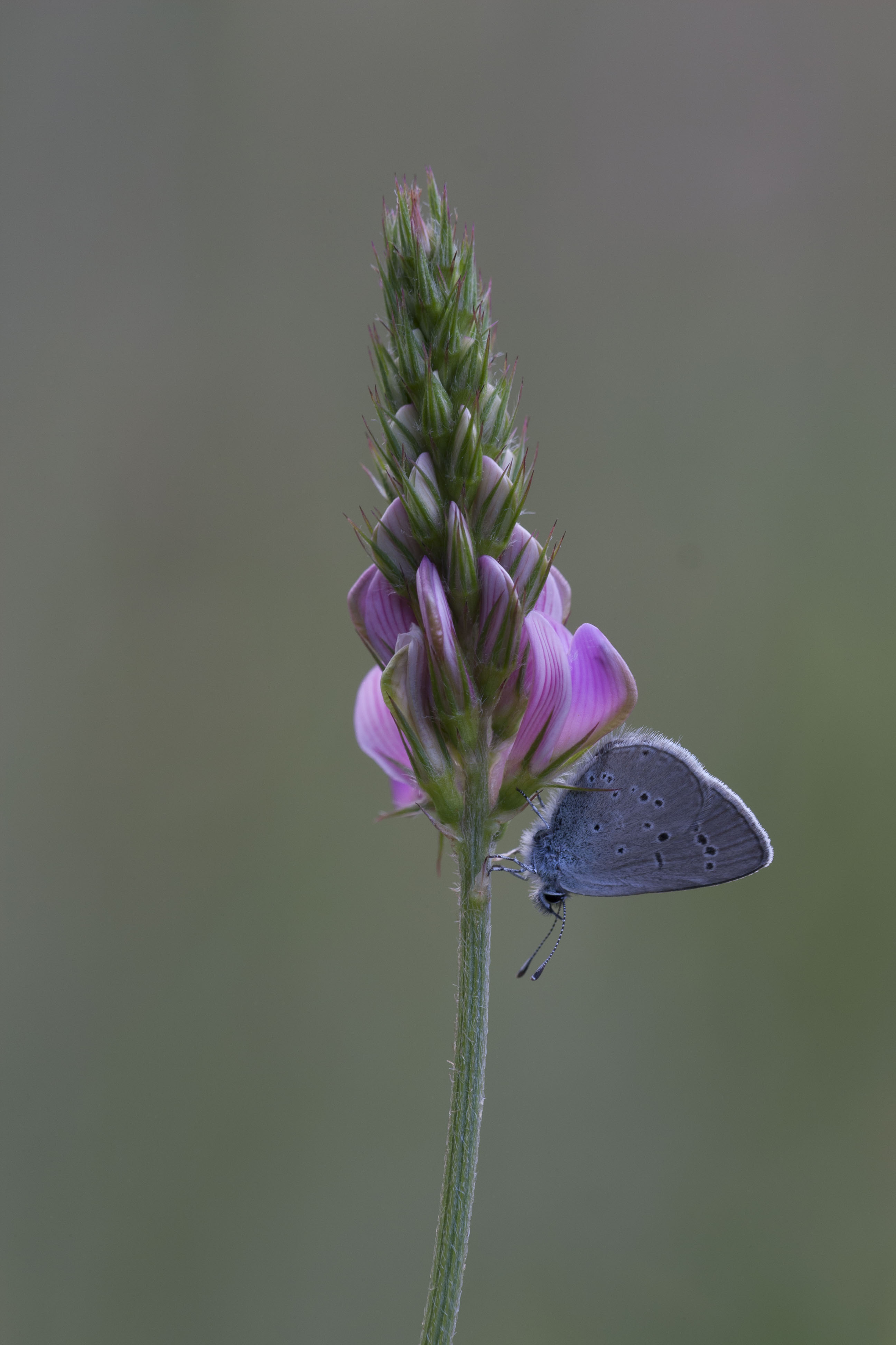 Little blue  - Cupidus minimus