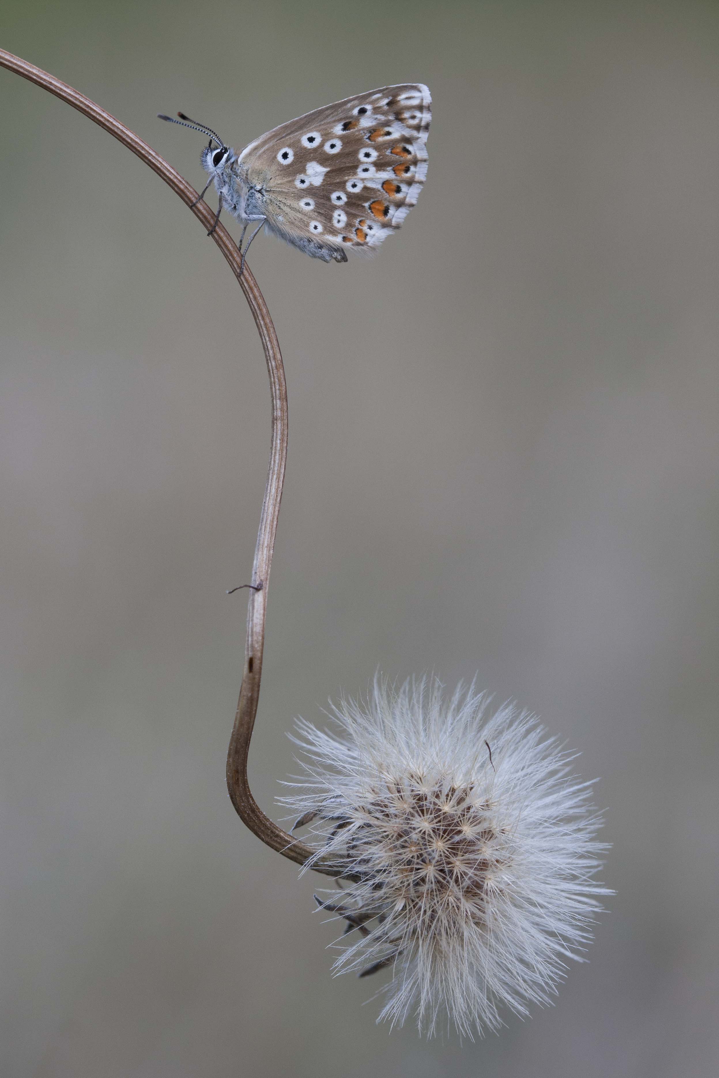 Chalk hill blue  - Lysandra coridon