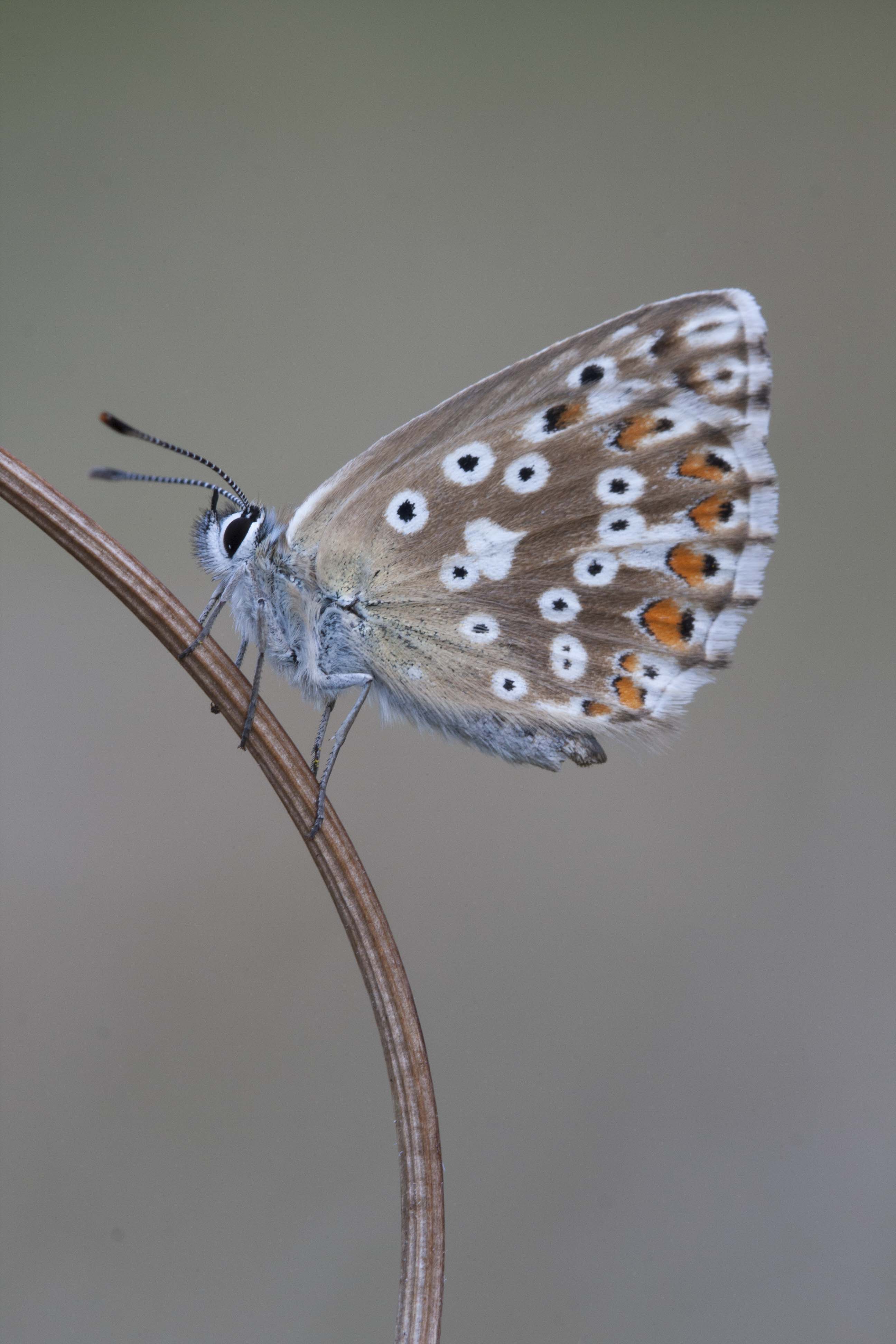 Chalk hill blue  - Lysandra coridon