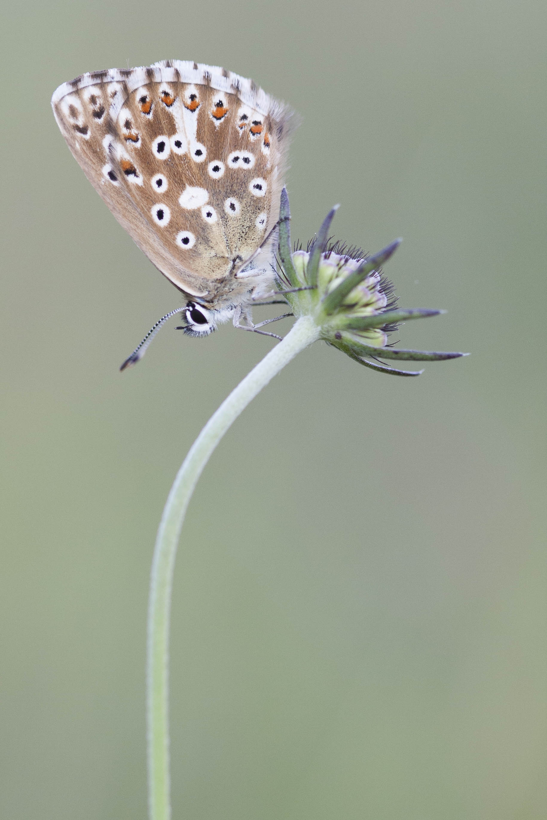 Chalk hill blue  - Lysandra coridon