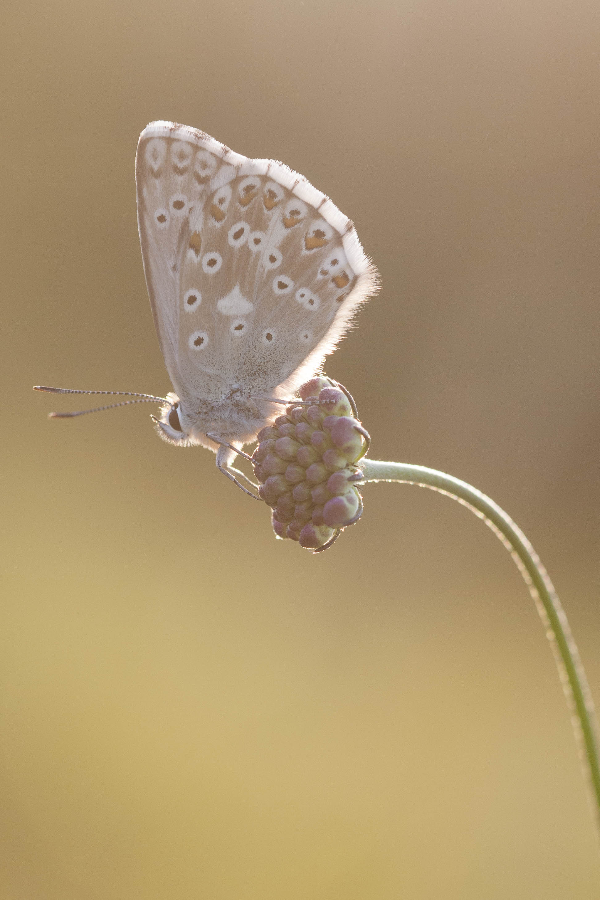 Chalk hill blue  - Lysandra coridon