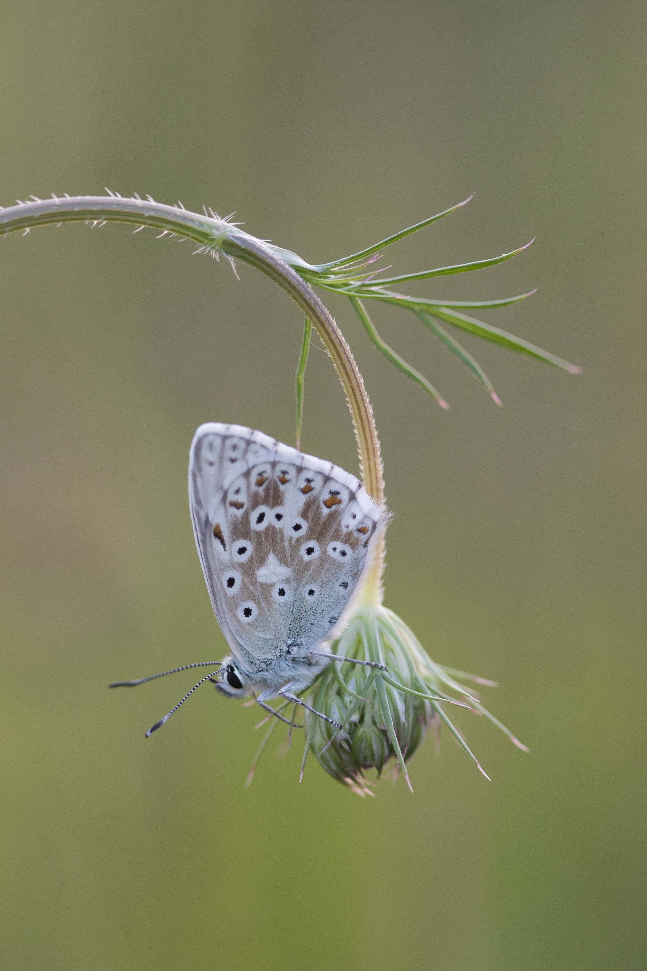 Chalk hill blue  - Lysandra coridon