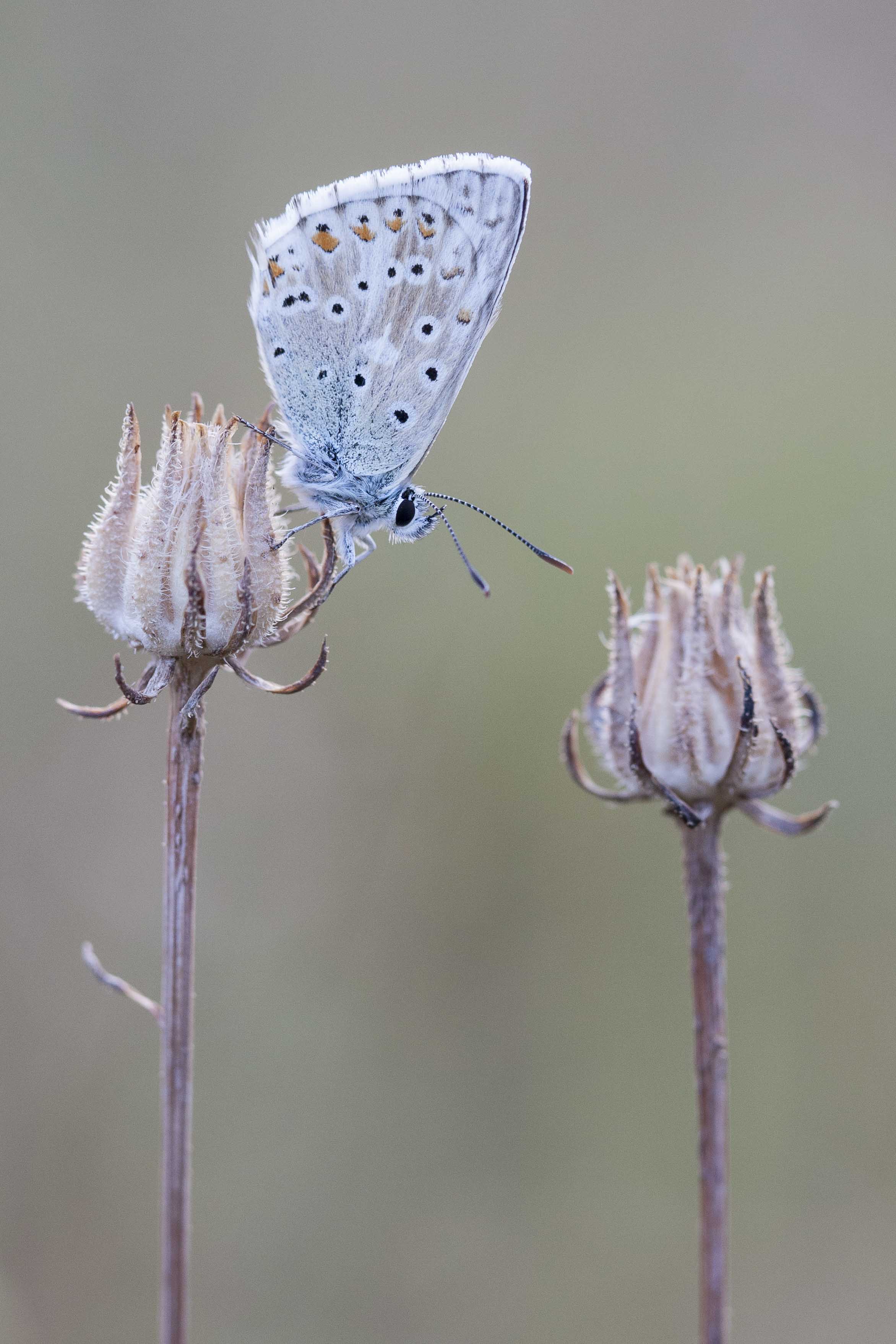 Chalk hill blue  - Lysandra coridon