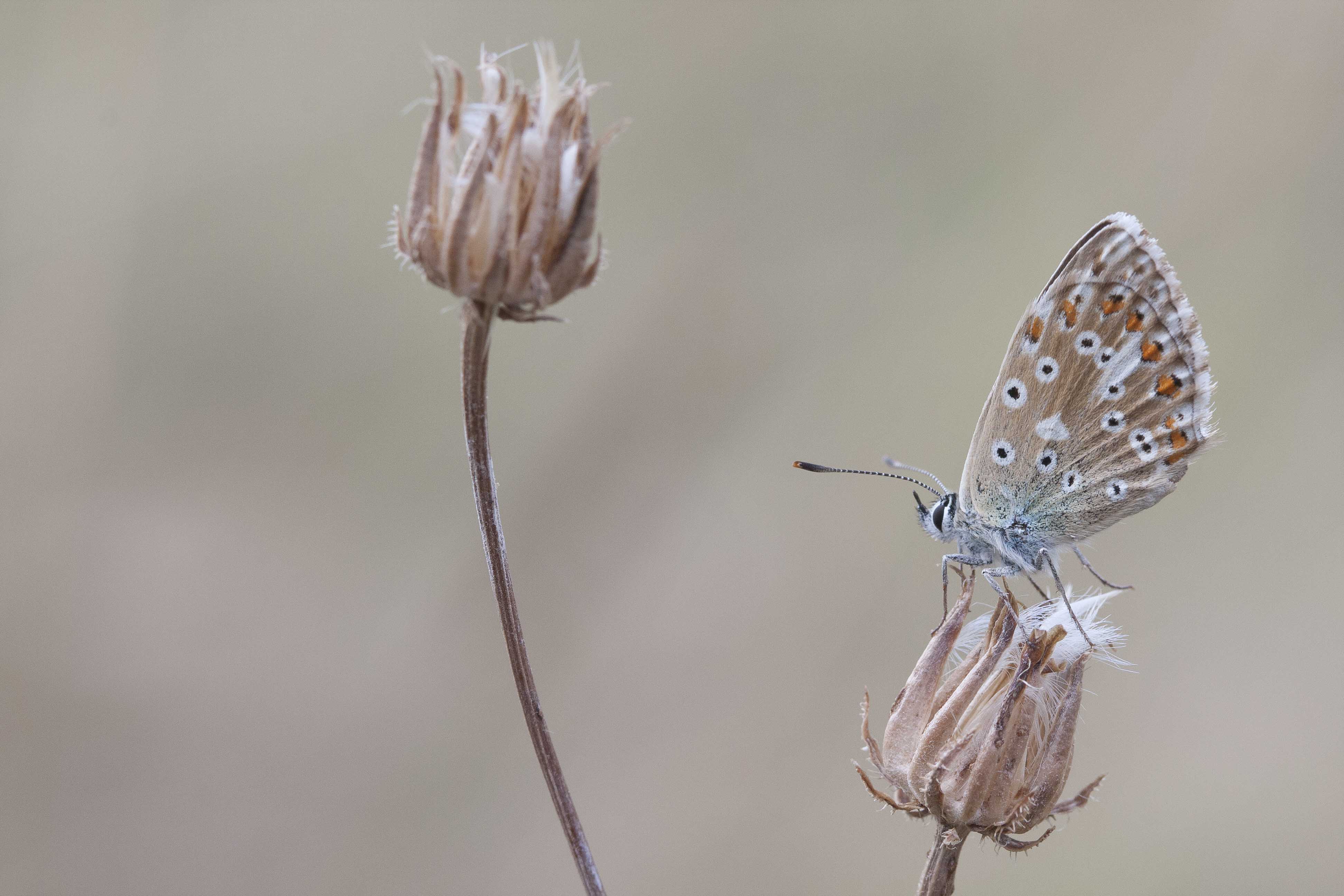 Chalk hill blue 