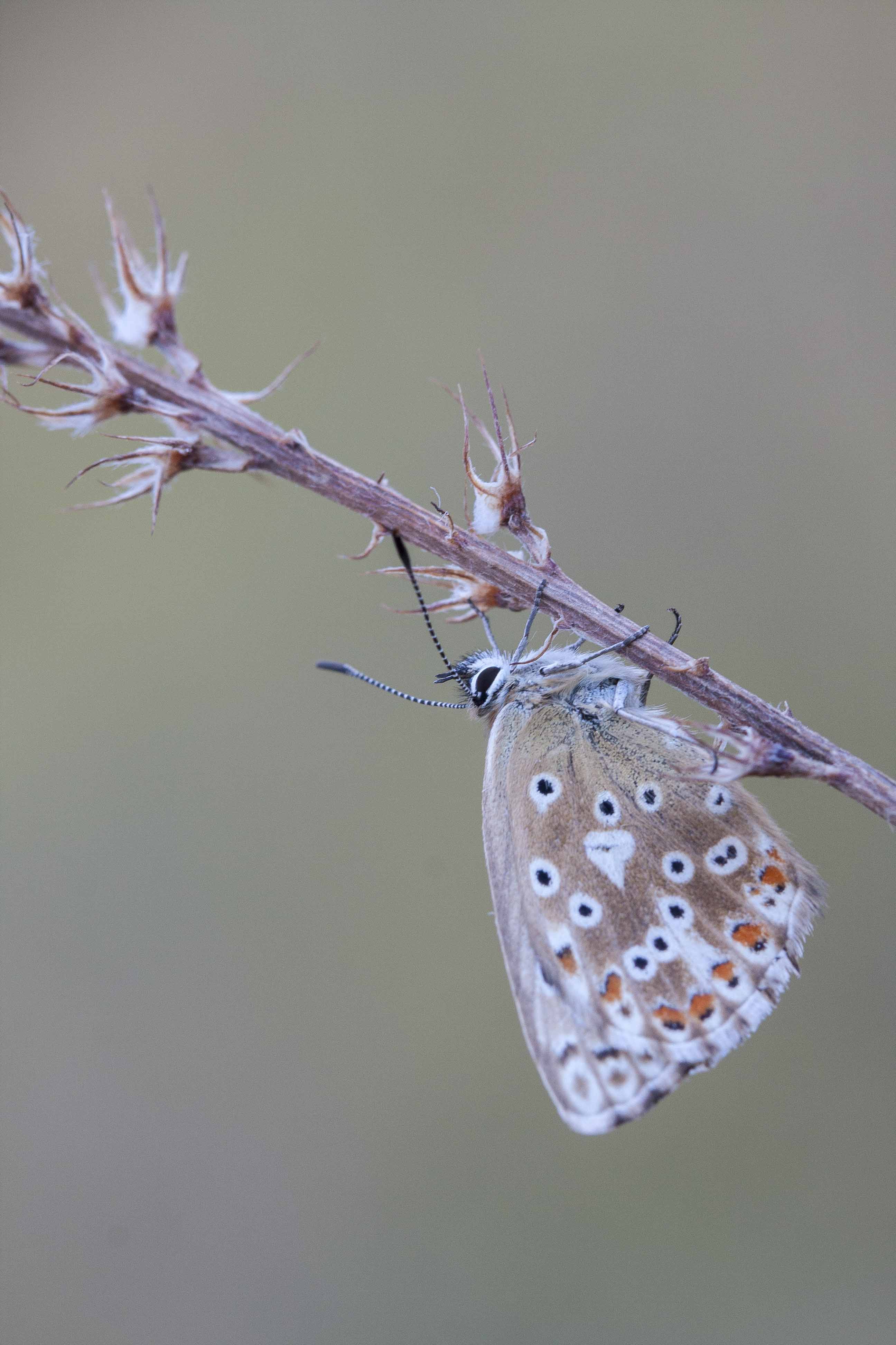 Chalk hill blue  - Lysandra coridon