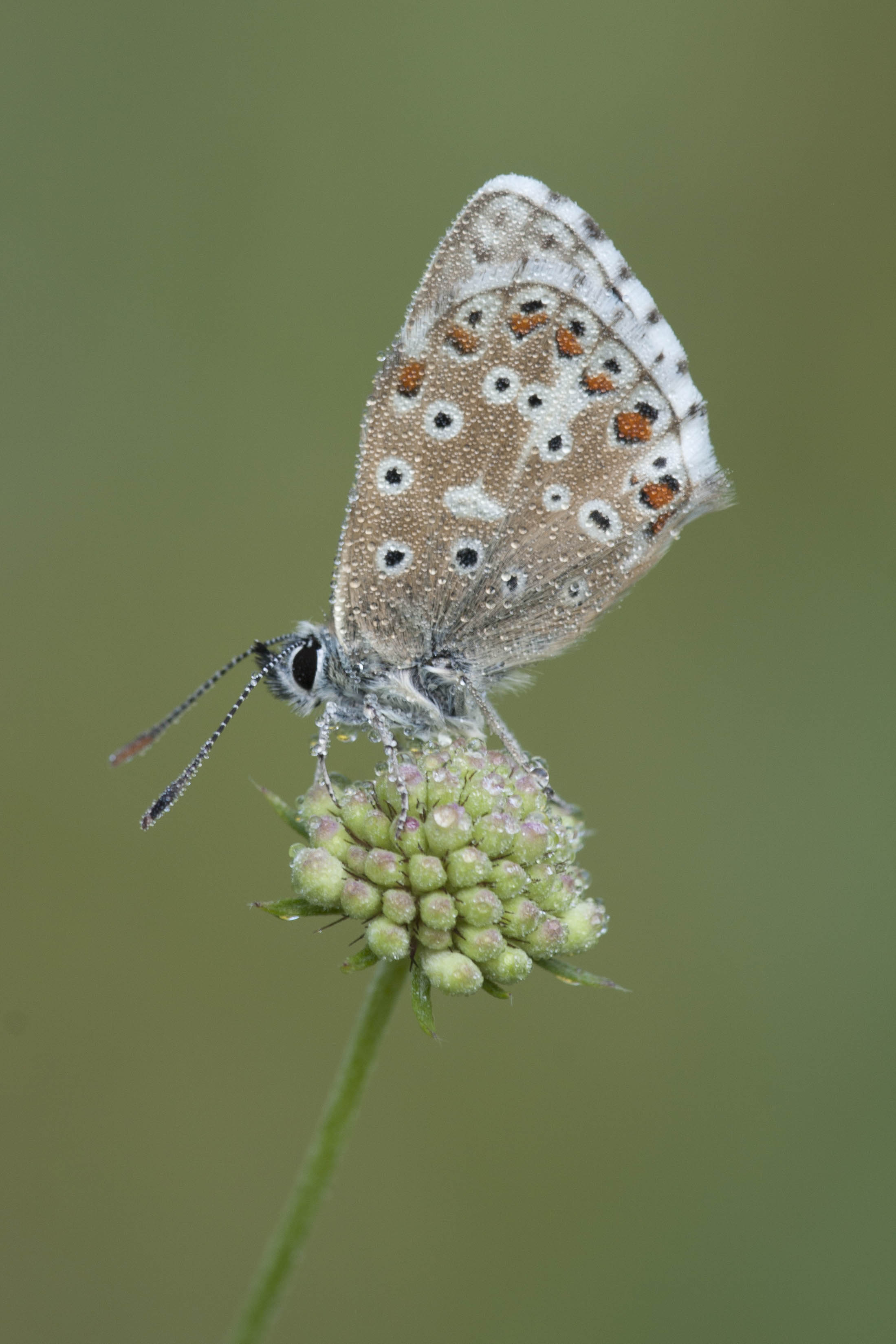 Chalk hill blue  - Lysandra coridon