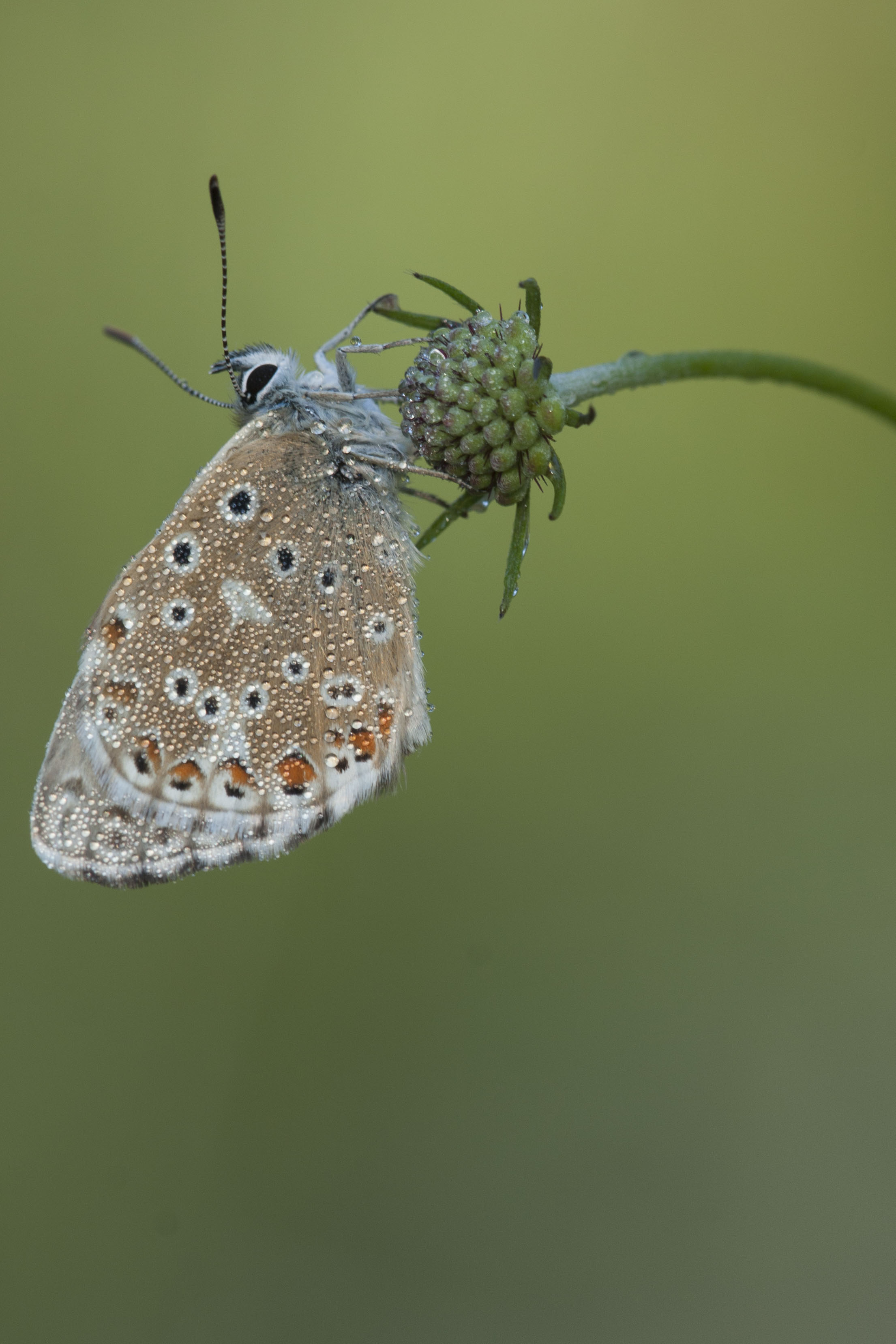 Chalk hill blue  - Lysandra coridon