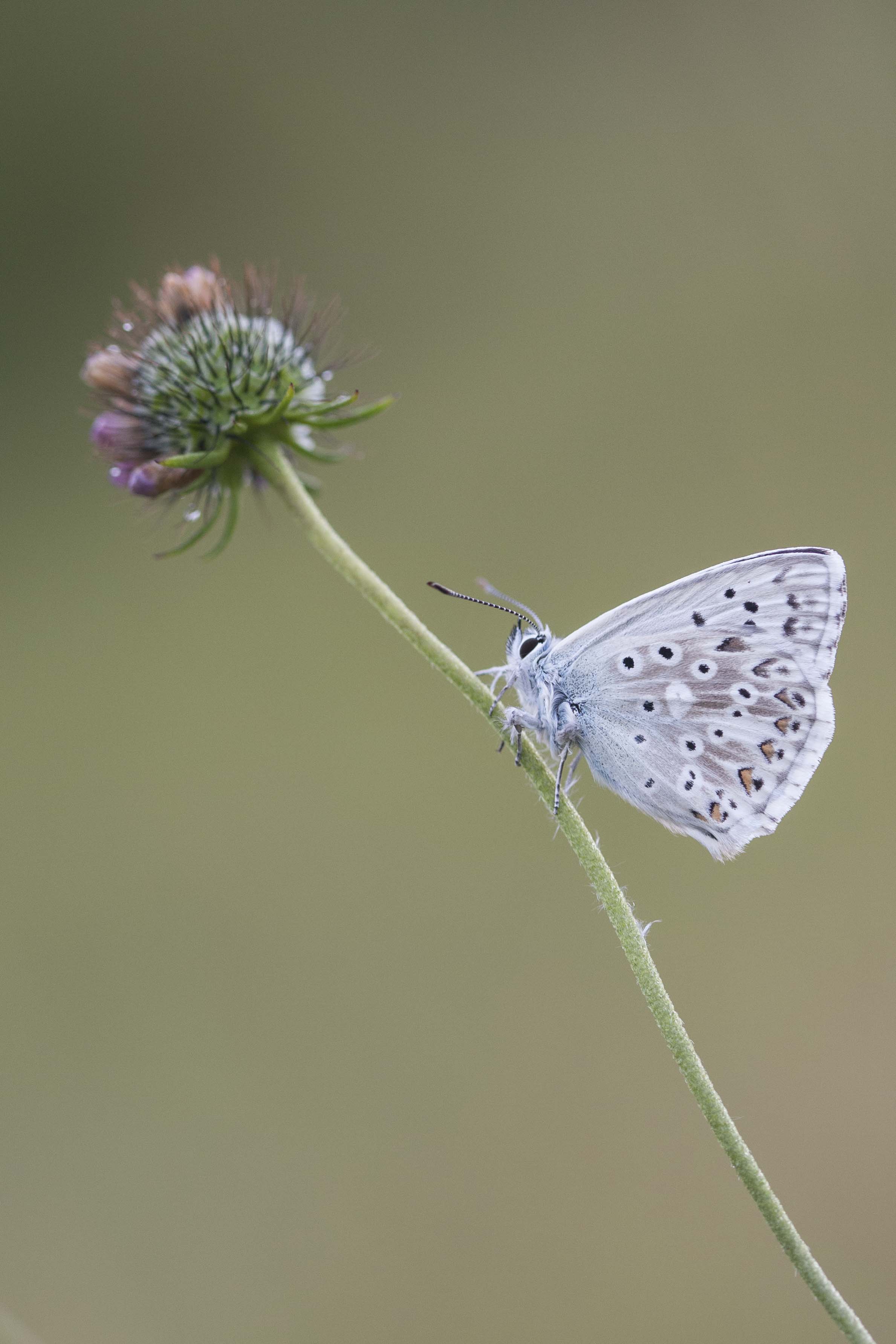 Chalk hill blue  - Lysandra coridon