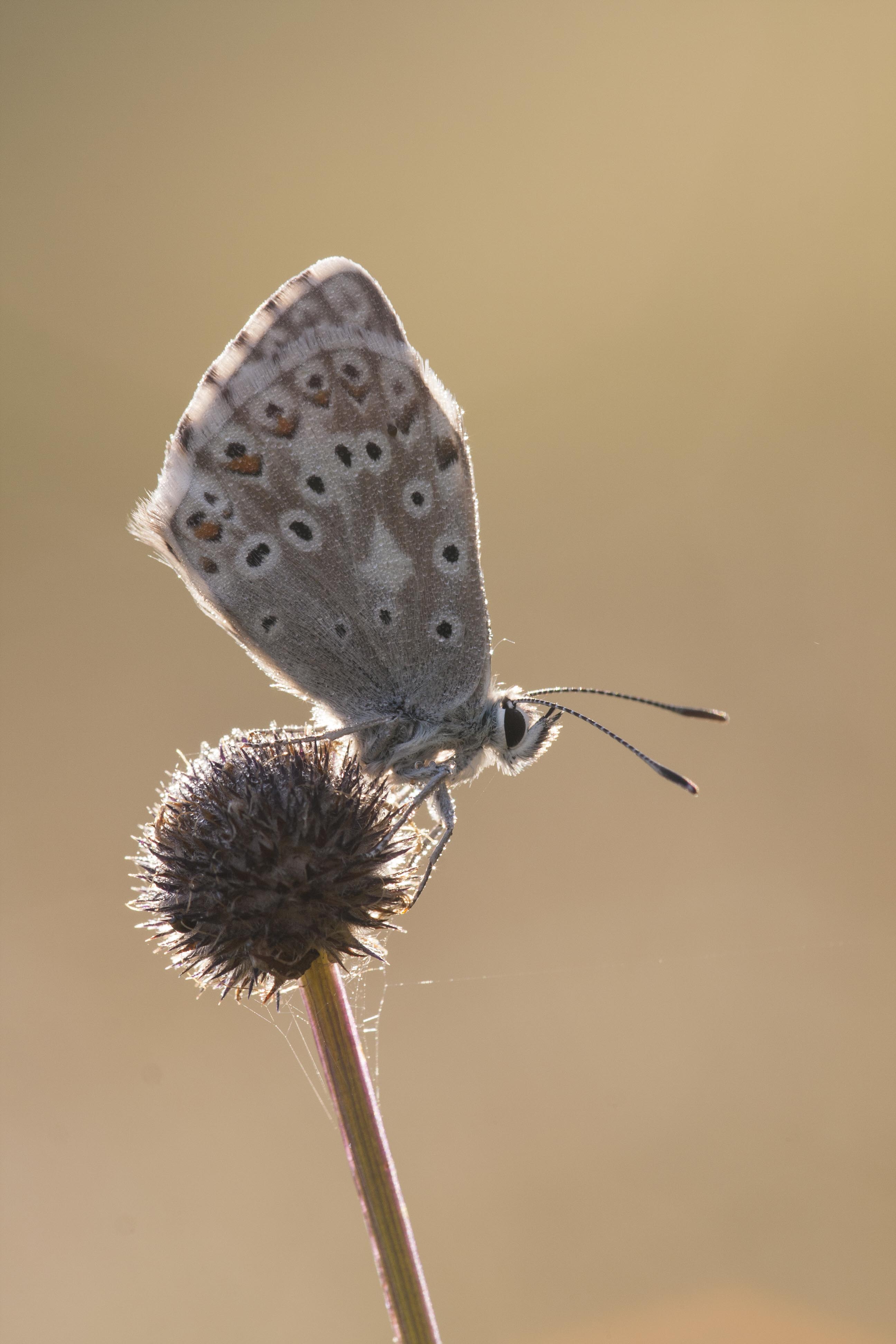 Chalk hill blue  - Lysandra coridon