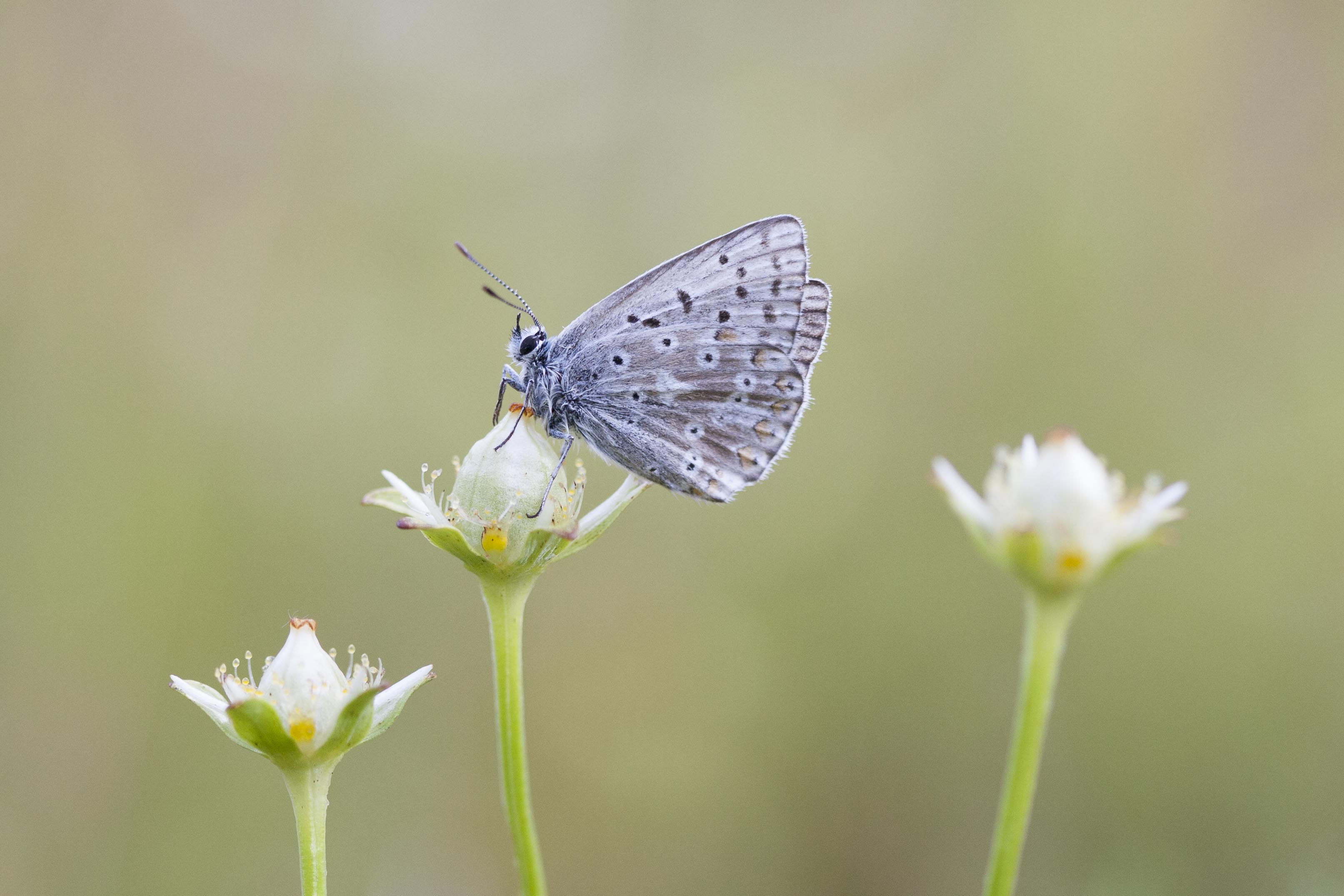 Chalk hill blue  - Lysandra coridon