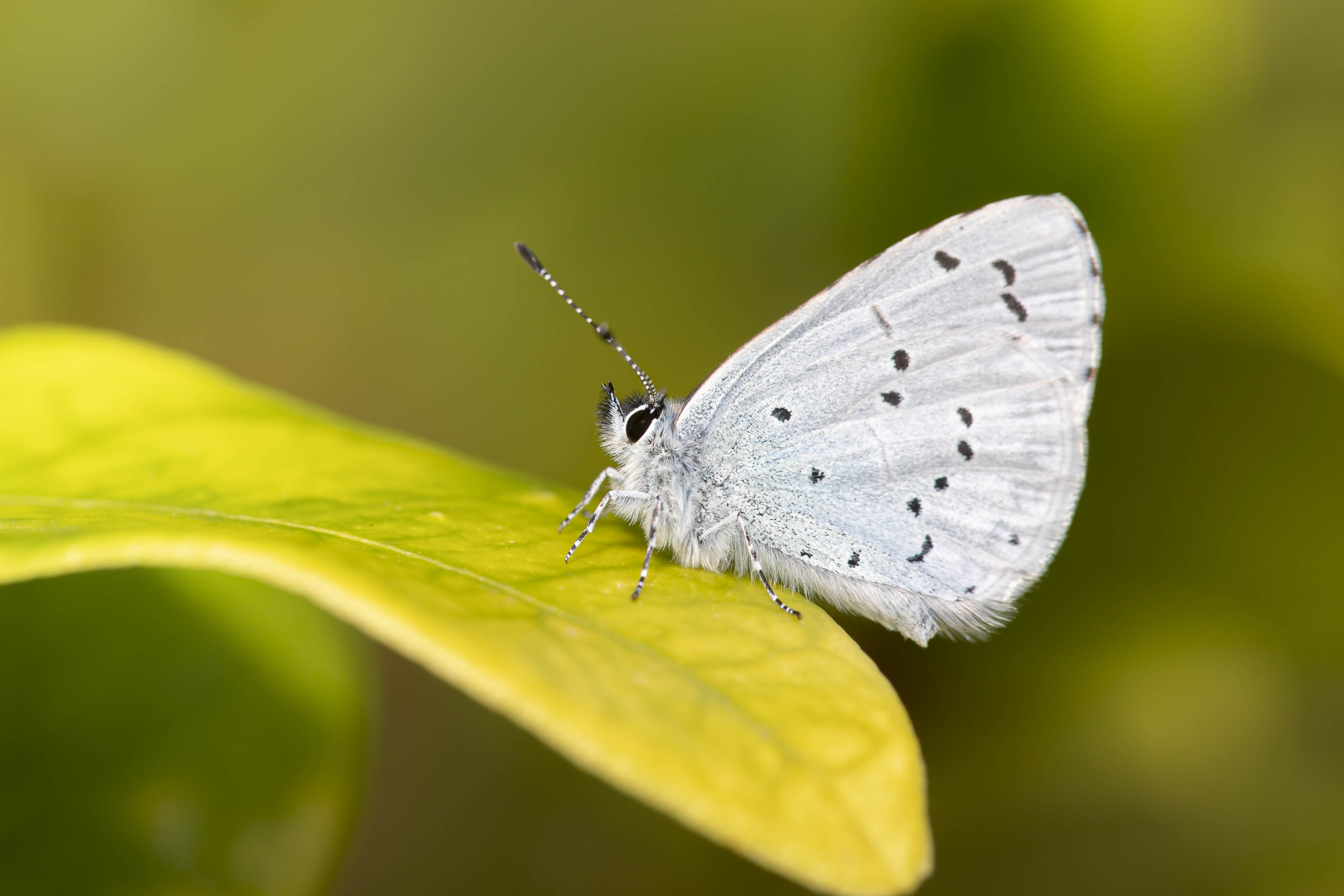 Boomblauwtje  - Celastrina argiolus