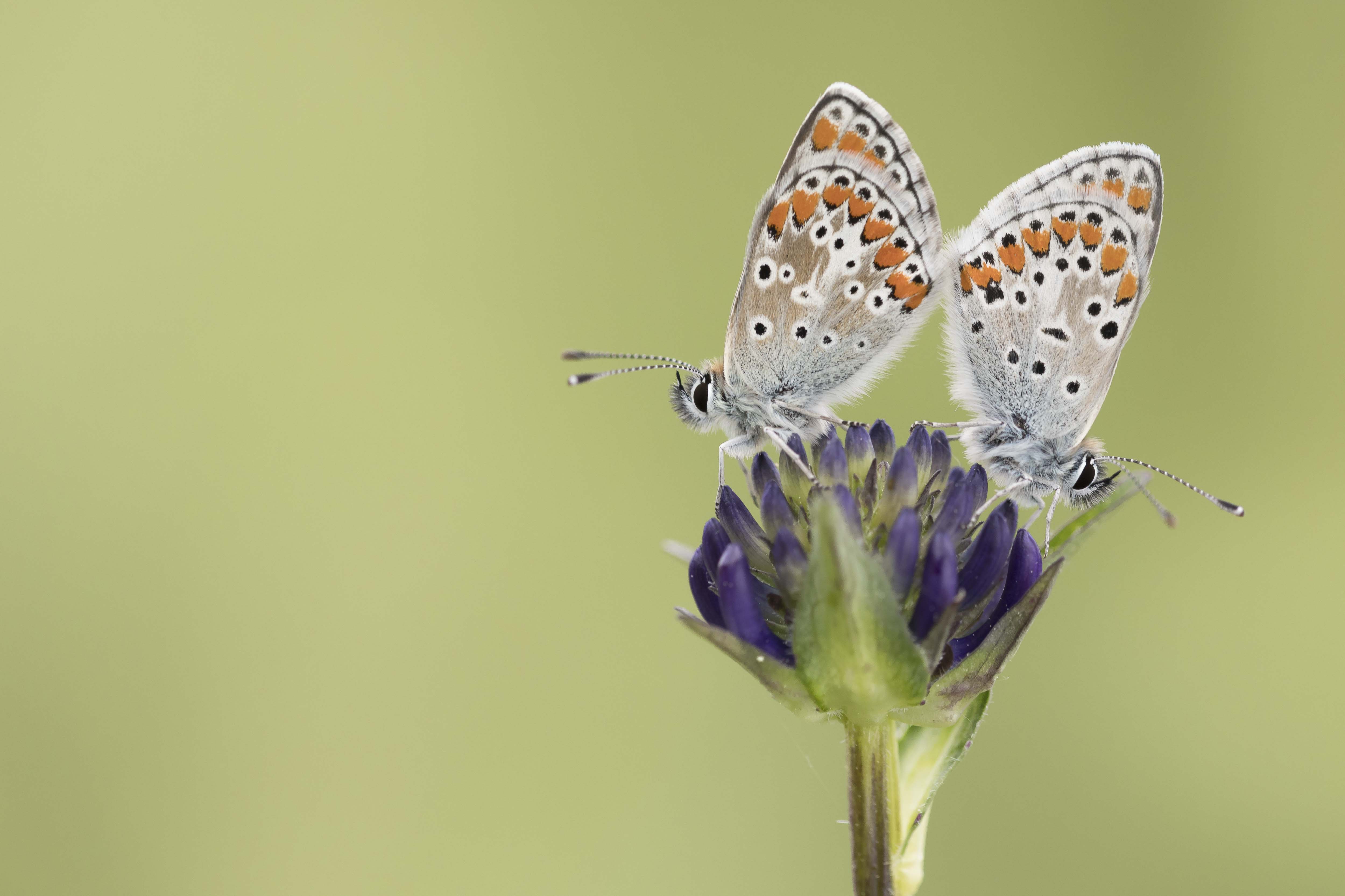 Brown argus  - Aricia agestis