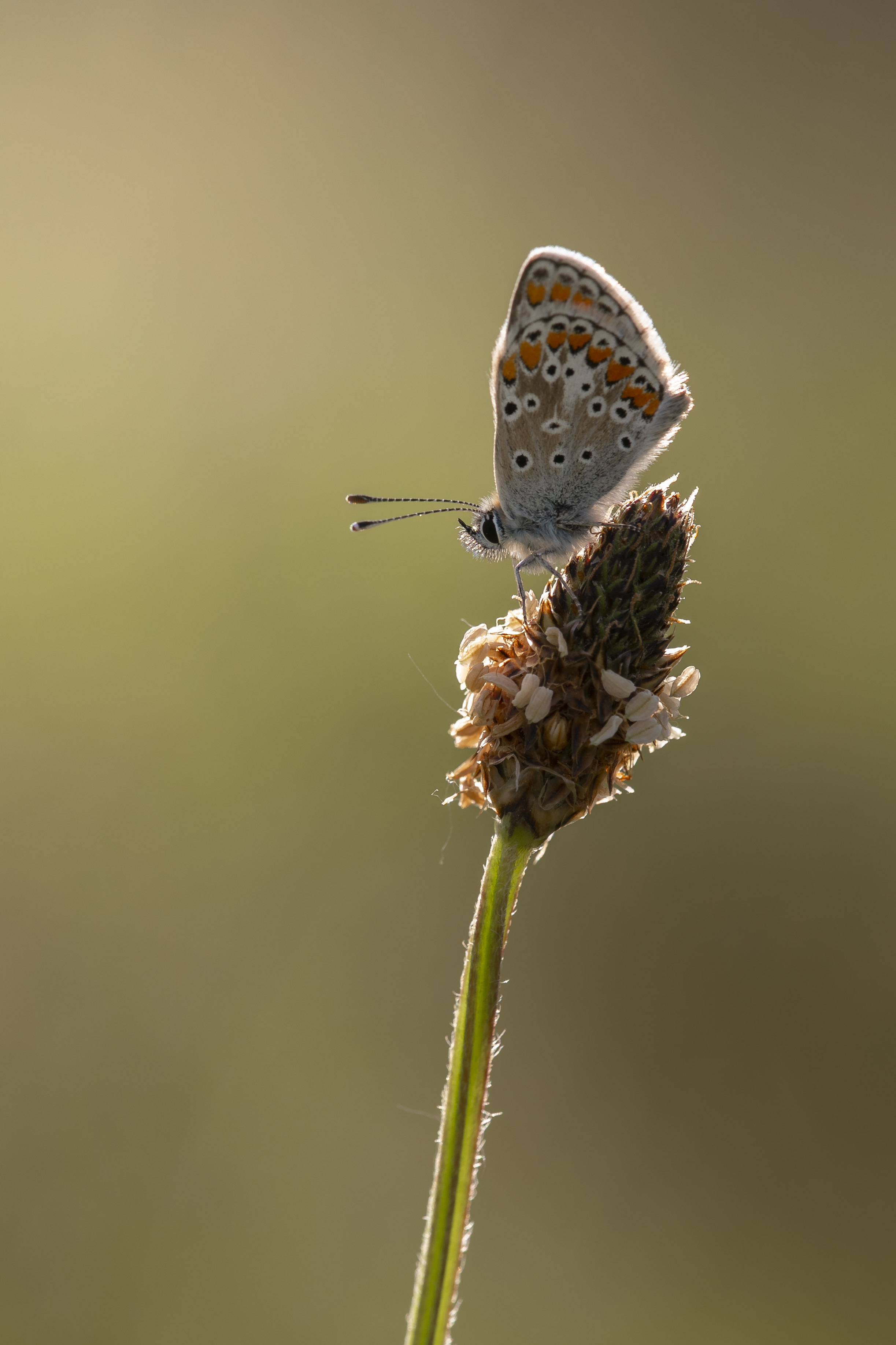 Bruin Blauwtje  - Aricia agestis