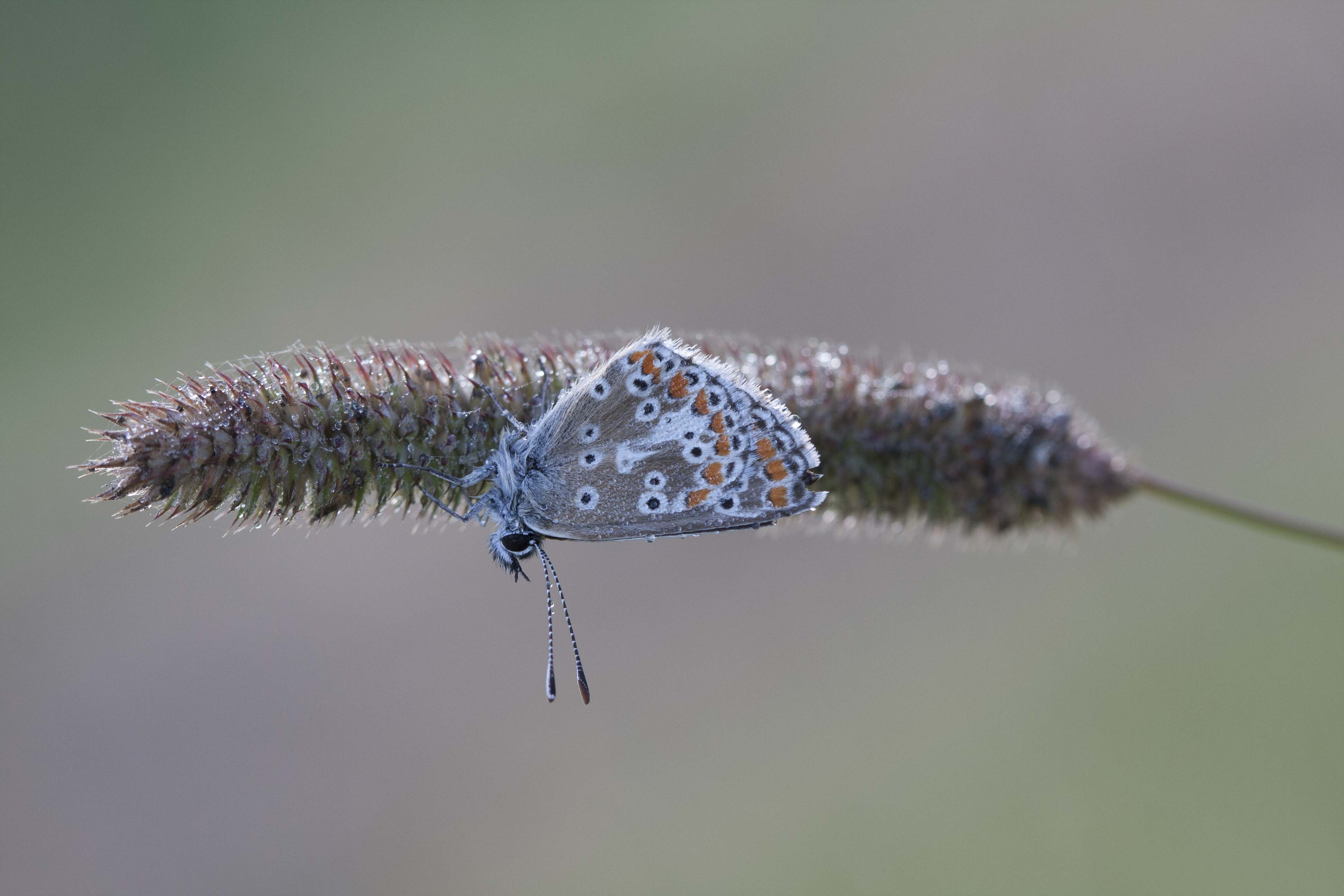 Brown argus  - Aricia agestis