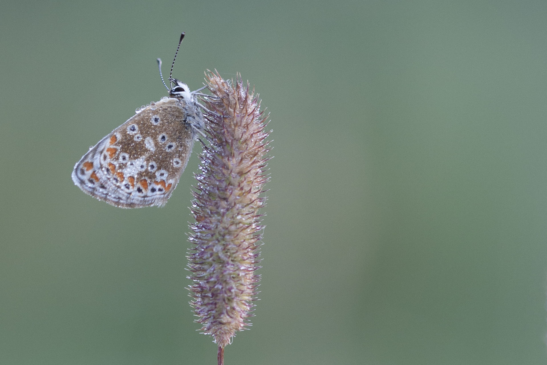 Brown argus  - Aricia agestis