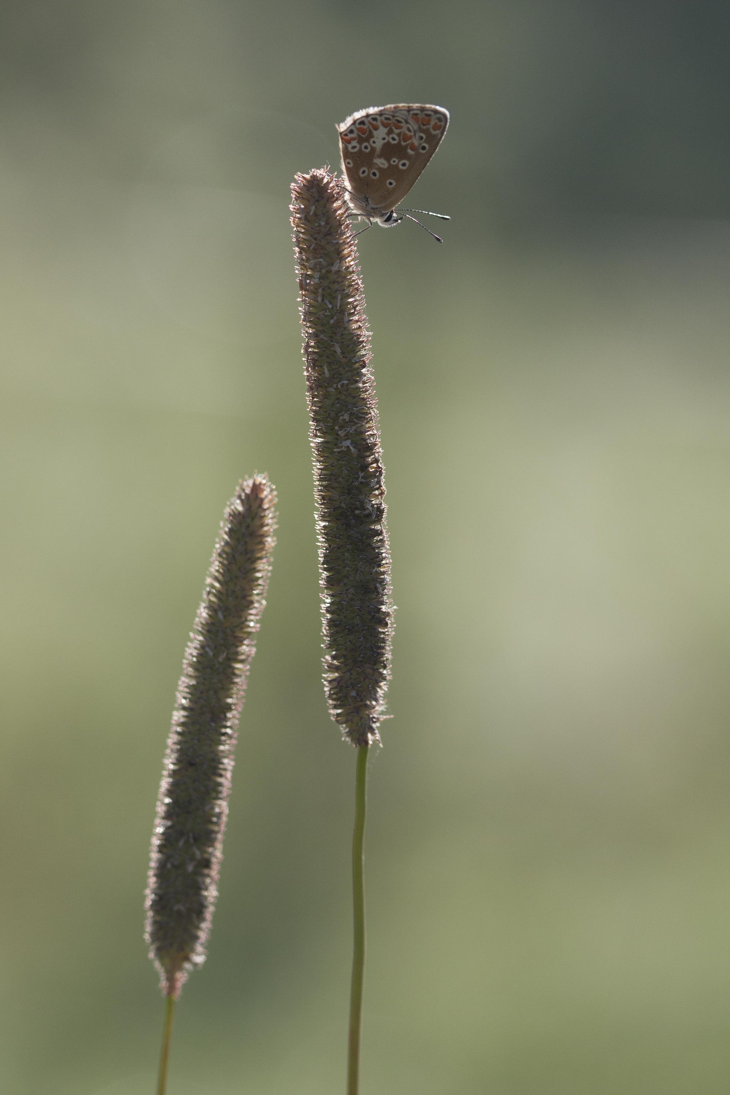 Brown argus  - Aricia agestis