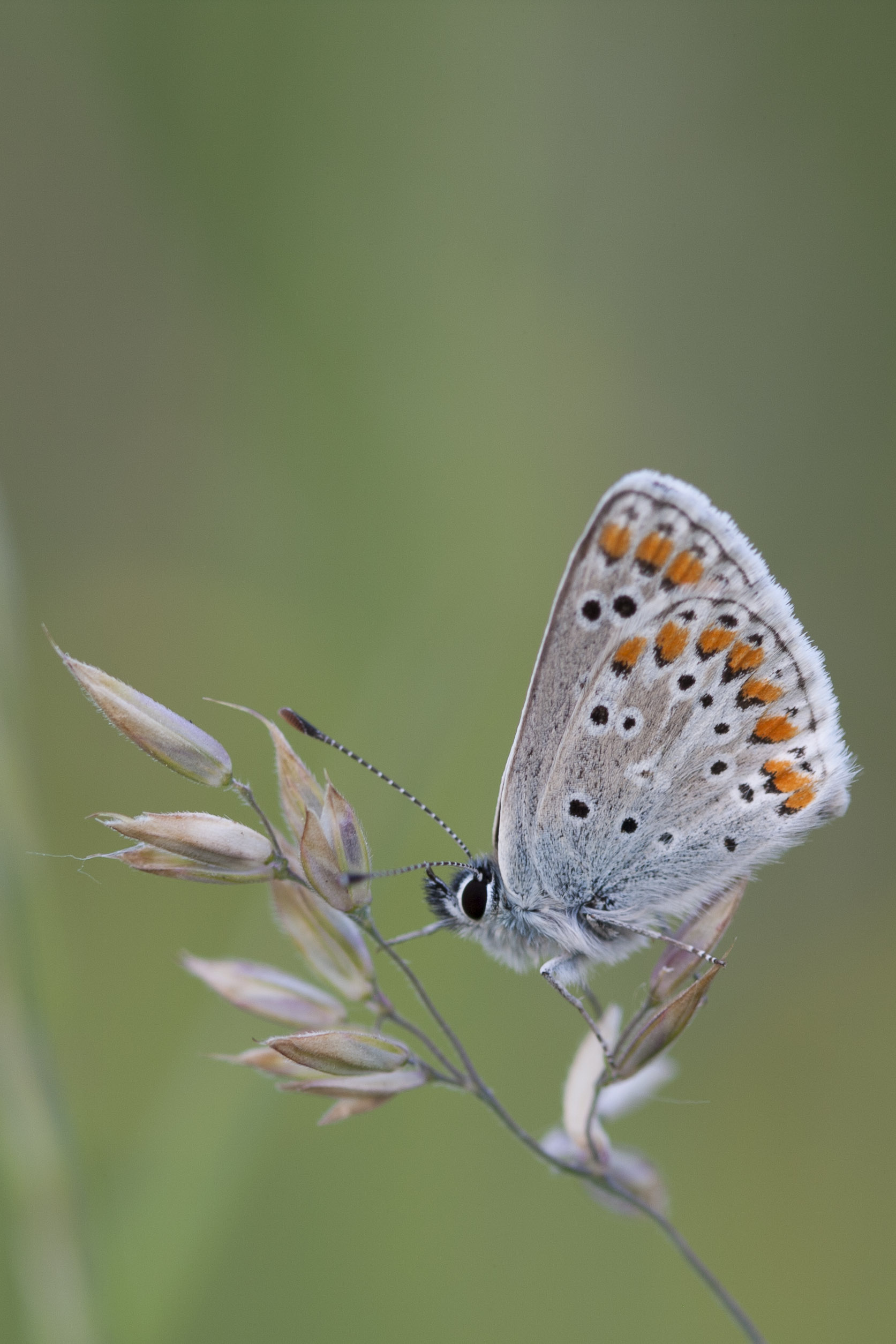 Brown argus  - Aricia agestis