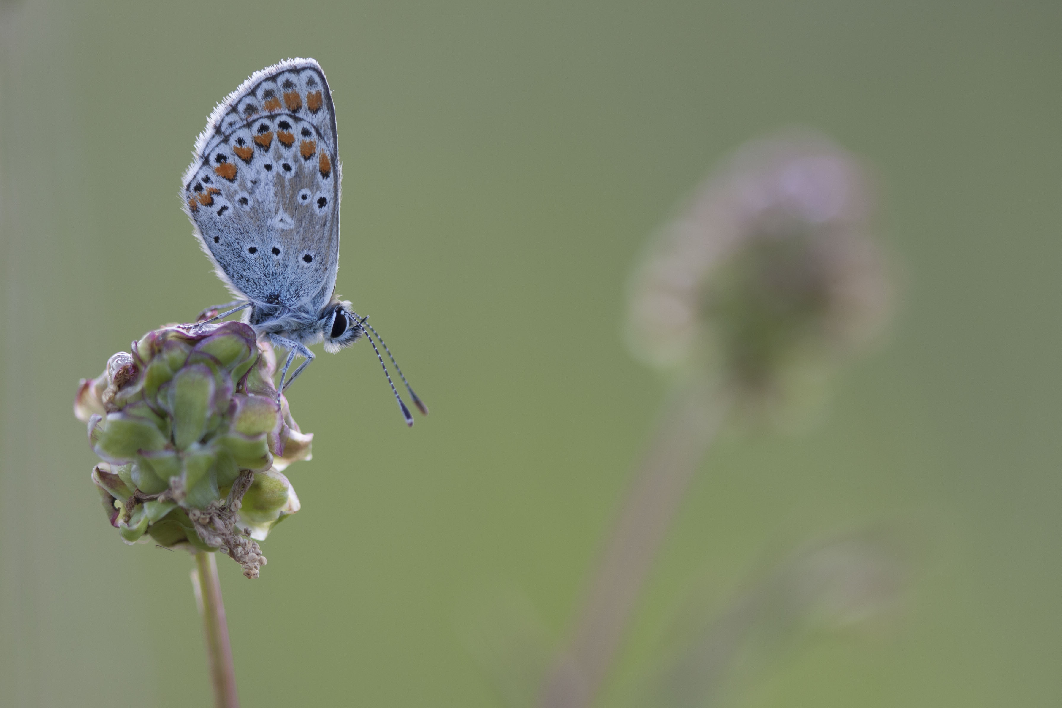 Brown argus  - Aricia agestis