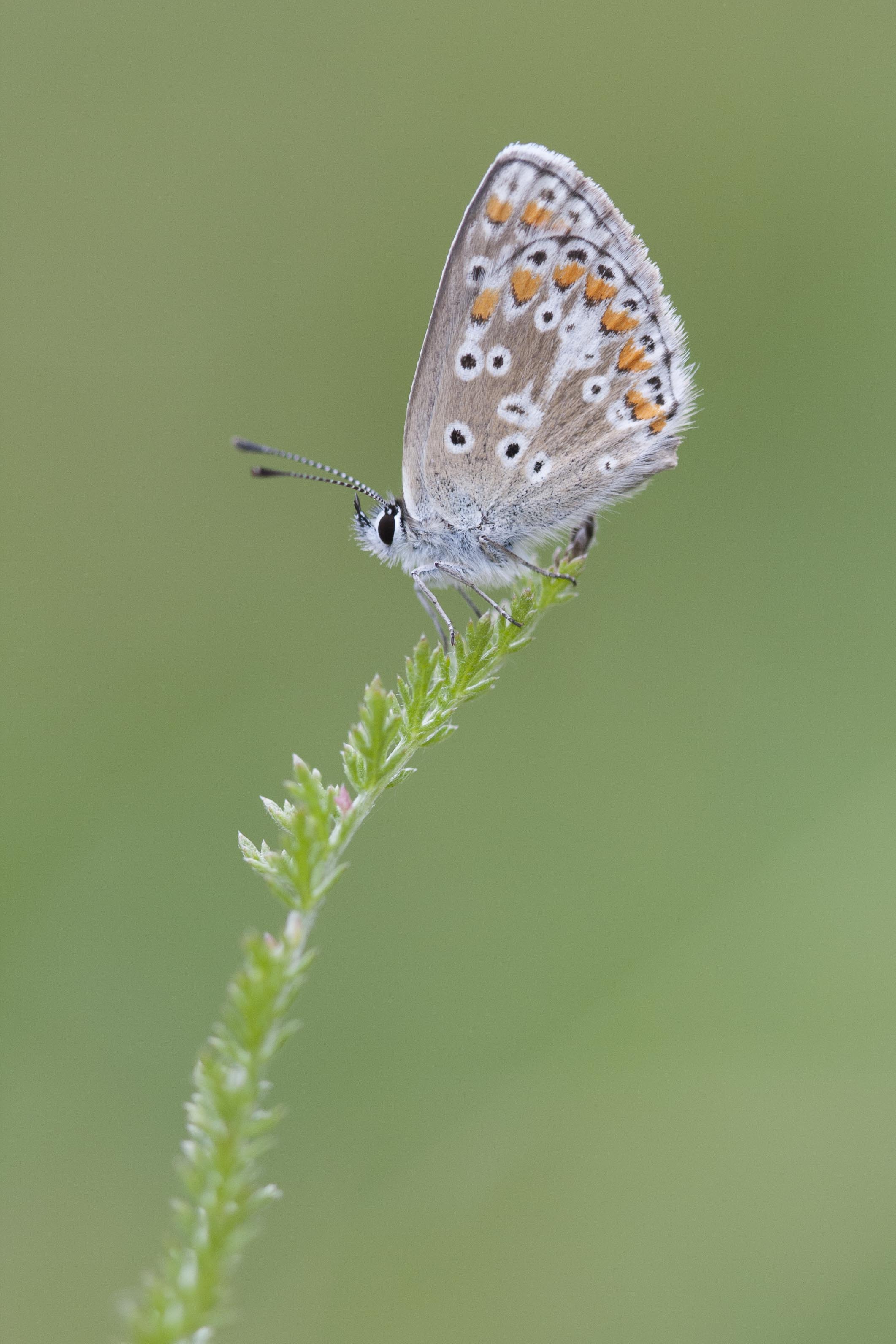 Brown argus  - Aricia agestis