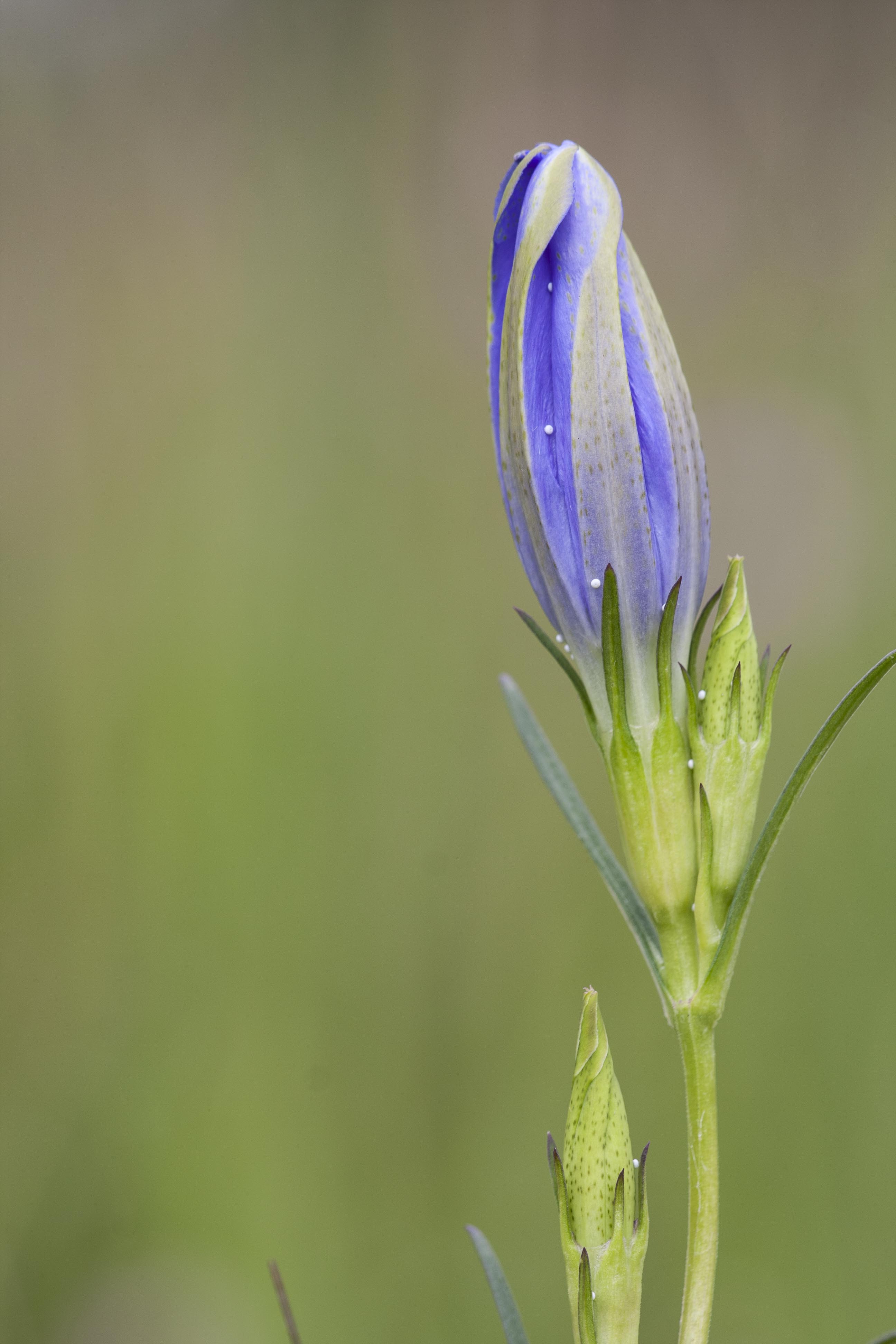 Alcon blue  - Phengaris alcon