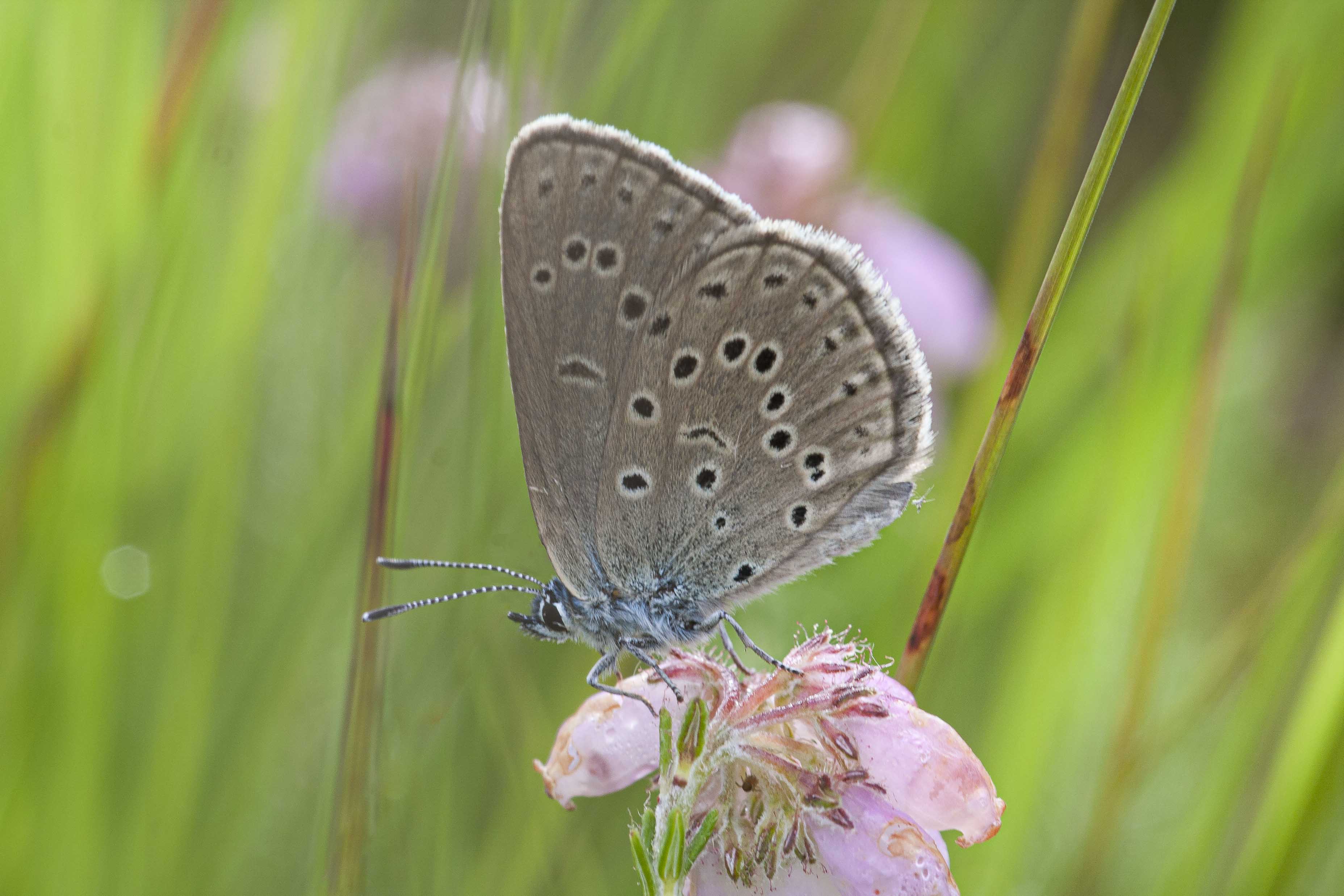 Alcon blue  - Phengaris alcon